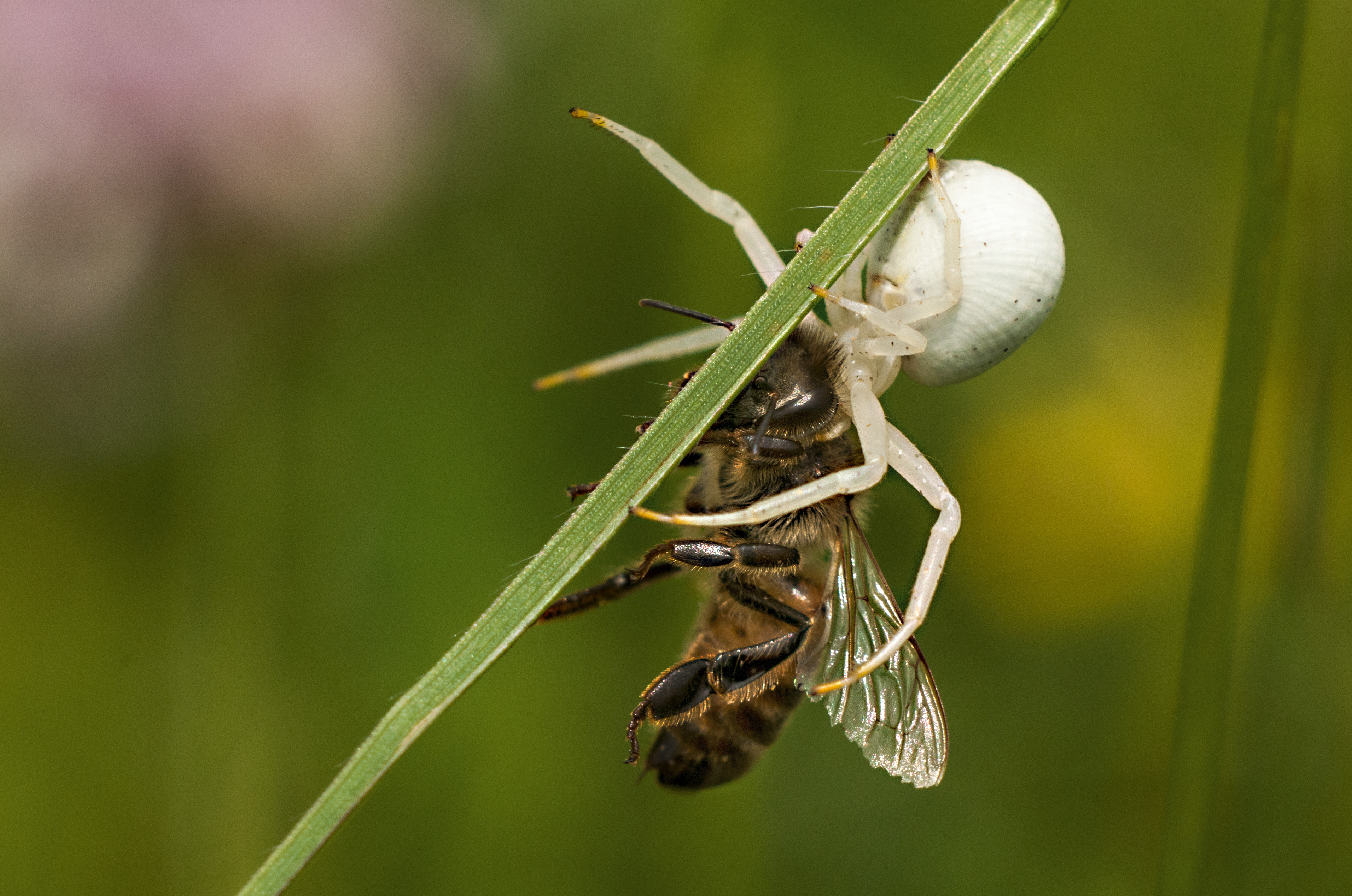 Arachnid Bee Crab Spider 3824x2536