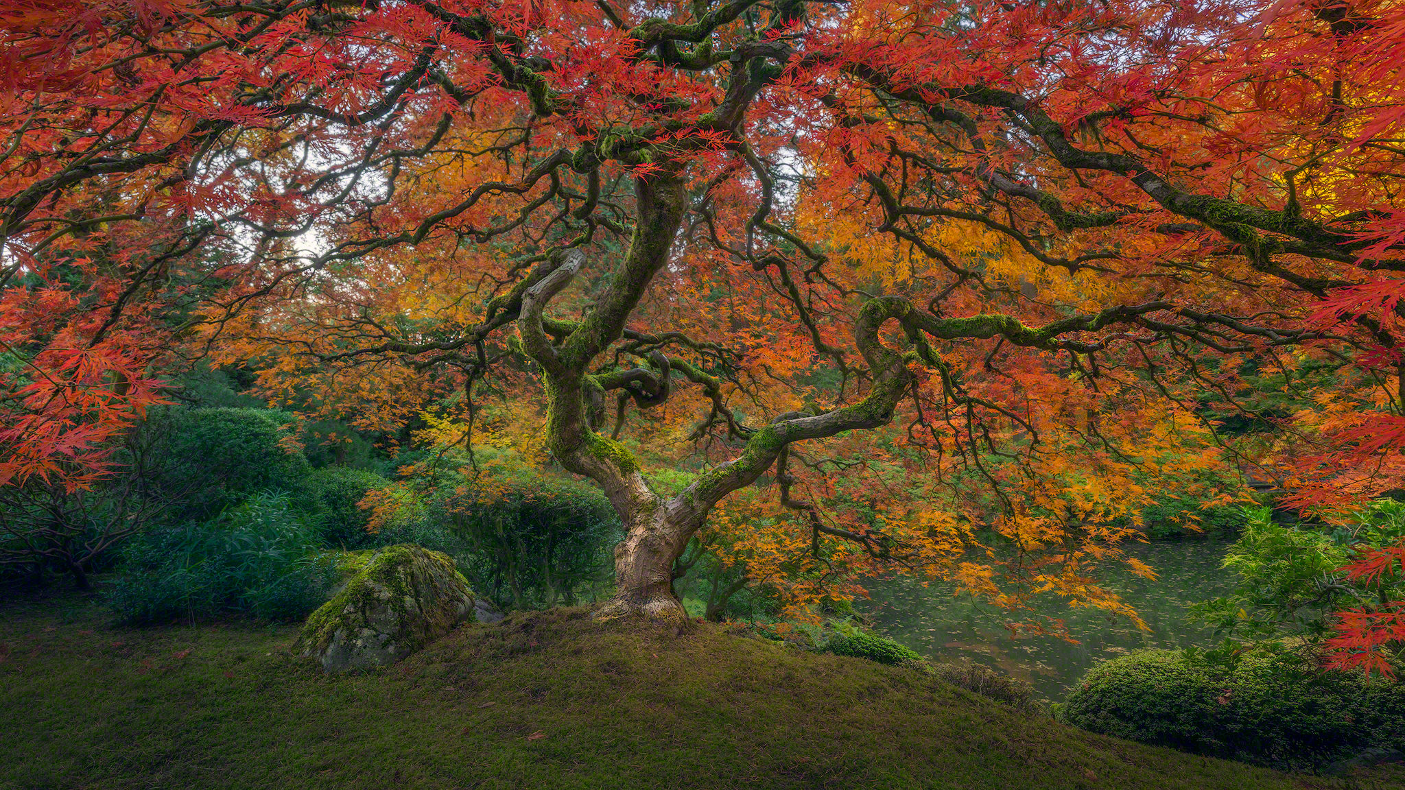 Earth Fall Foliage Japanese Garden Tree 2048x1152