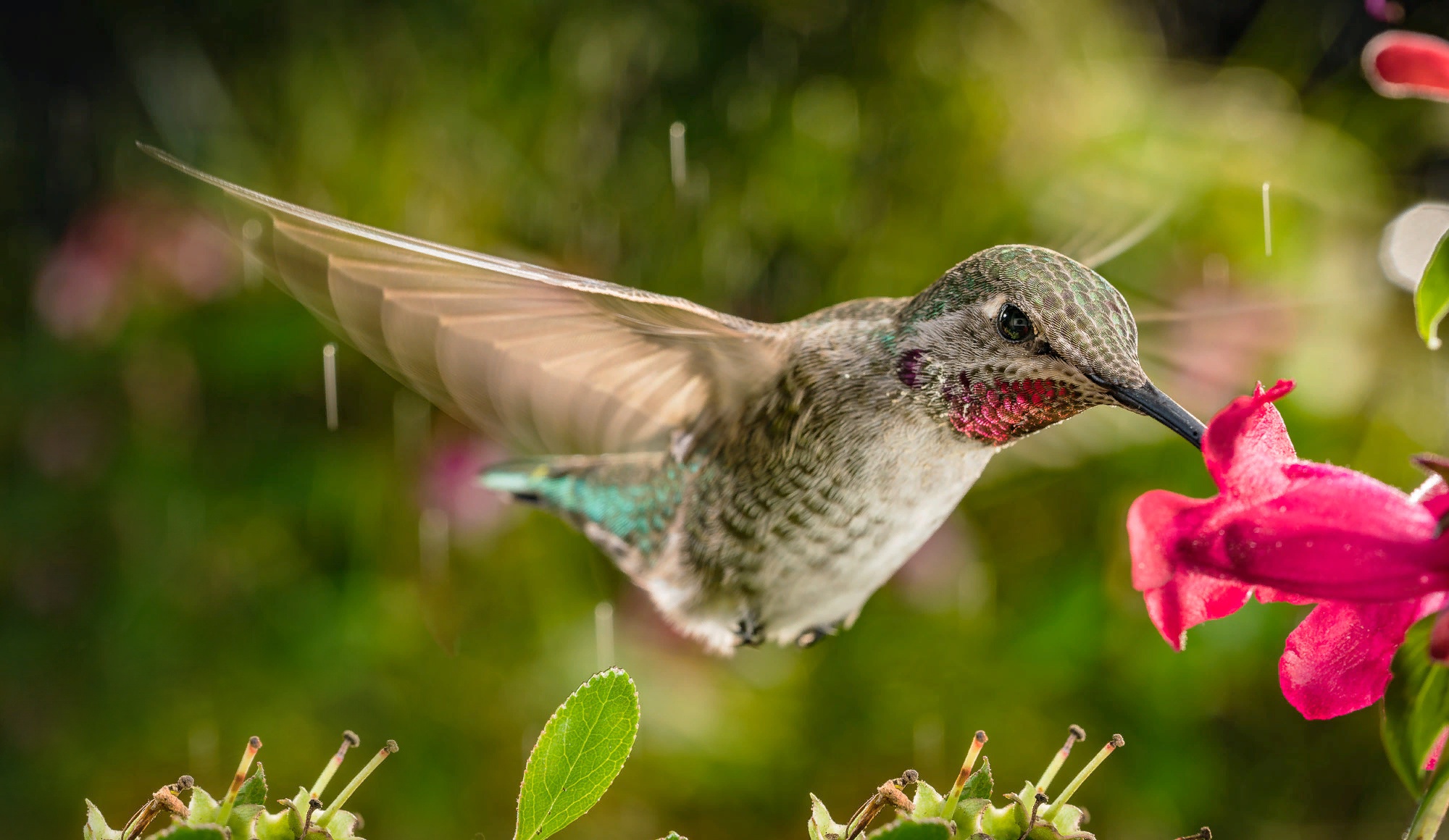 Bird Close Up Hummingbird Wildlife 2000x1160