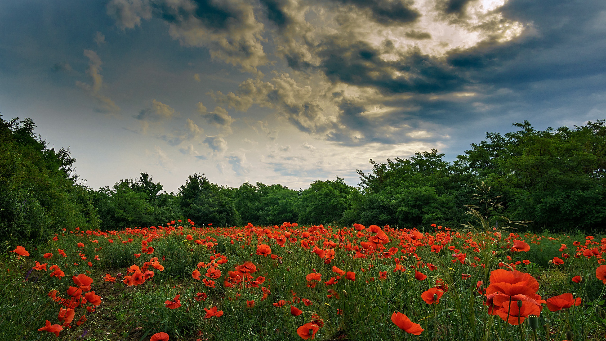 Cloud Flower Meadow Nature Poppy Red Flower Sky Summer 2560x1440