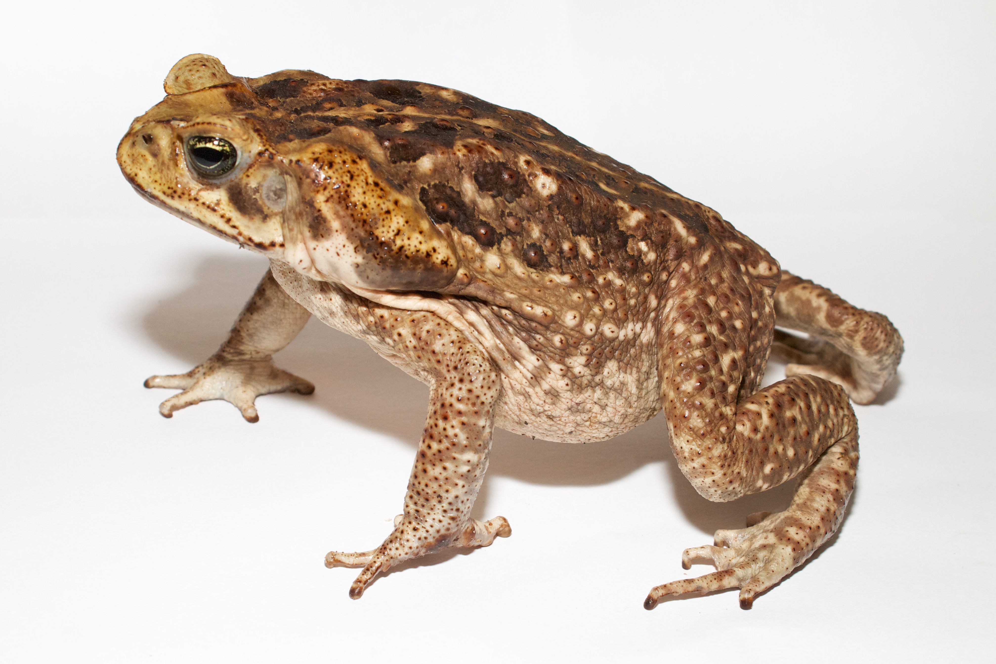 Animal Toad 4031x2687