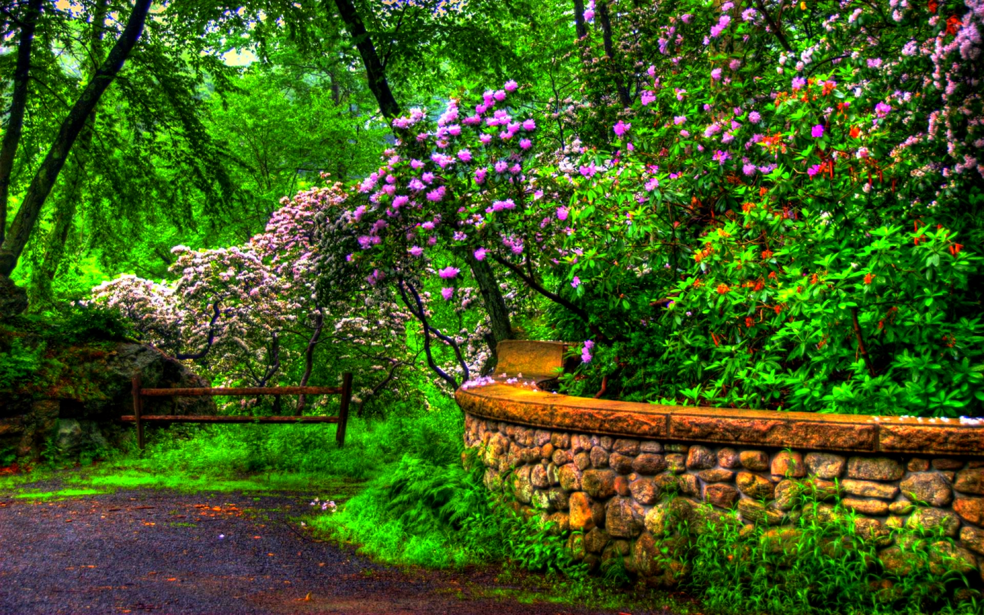 Flower Hdr Park Spring Tree Wall 1920x1200