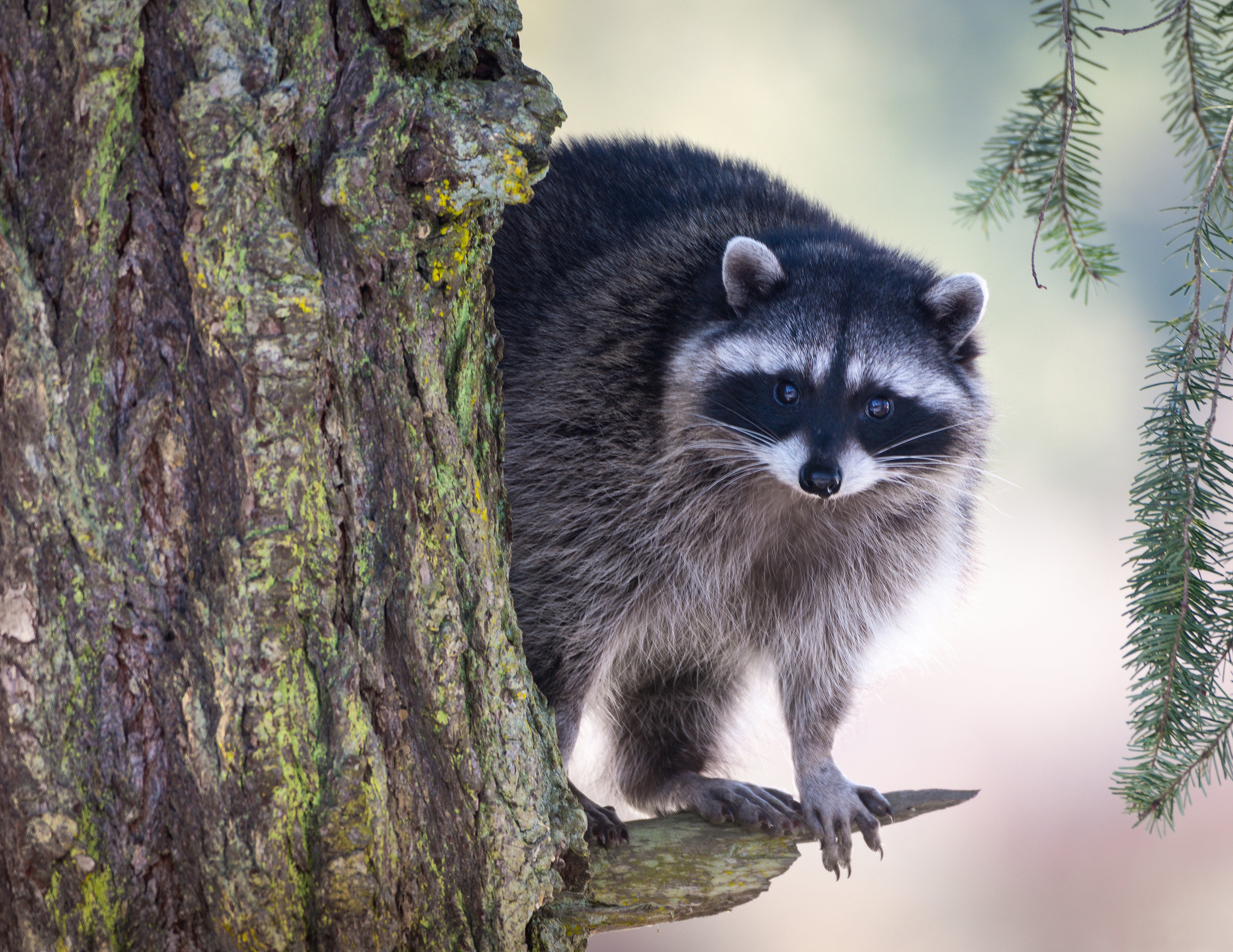 Raccoon Wildlife 2560x1977