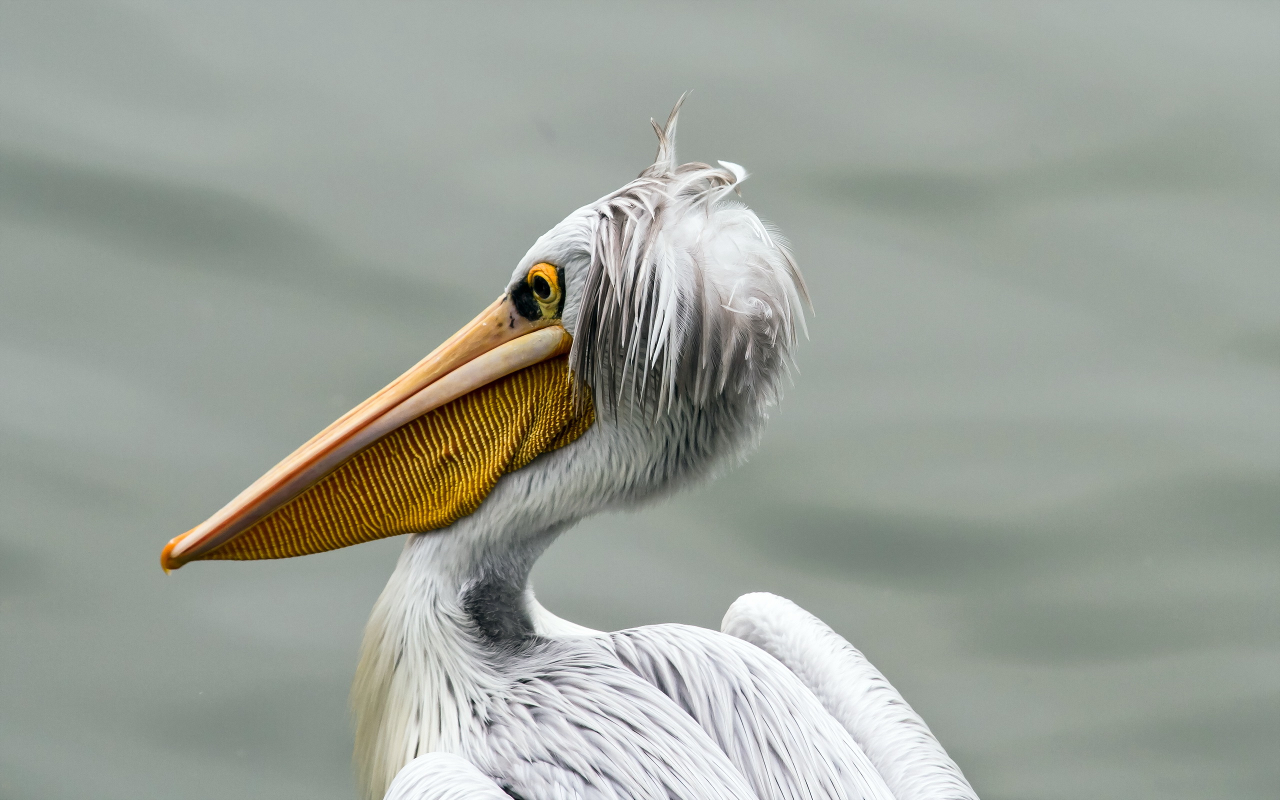 Animal Pelican 2560x1600