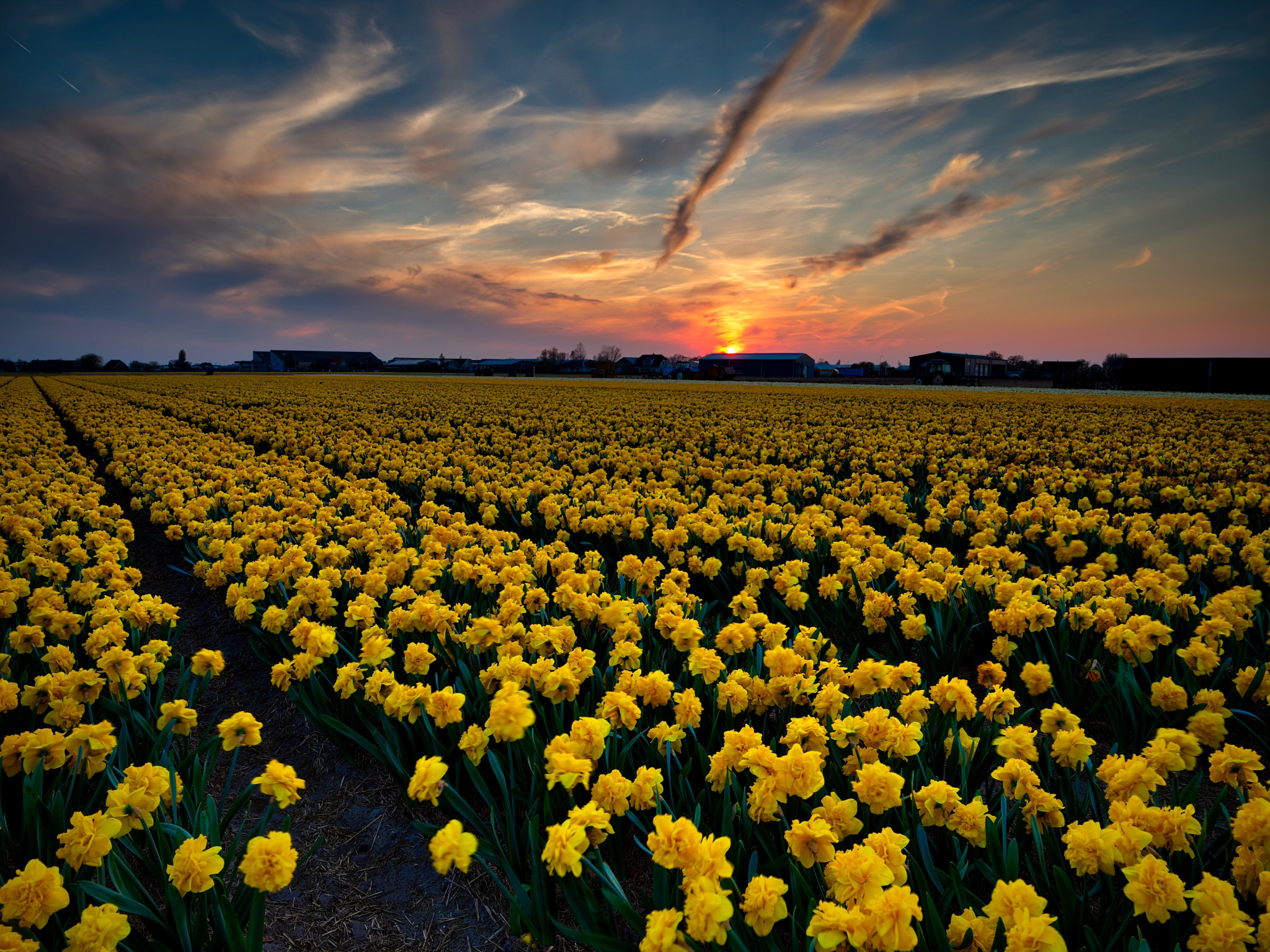 Field Flower Peony Peony Tulips Sunset Yellow Flower 2048x1536