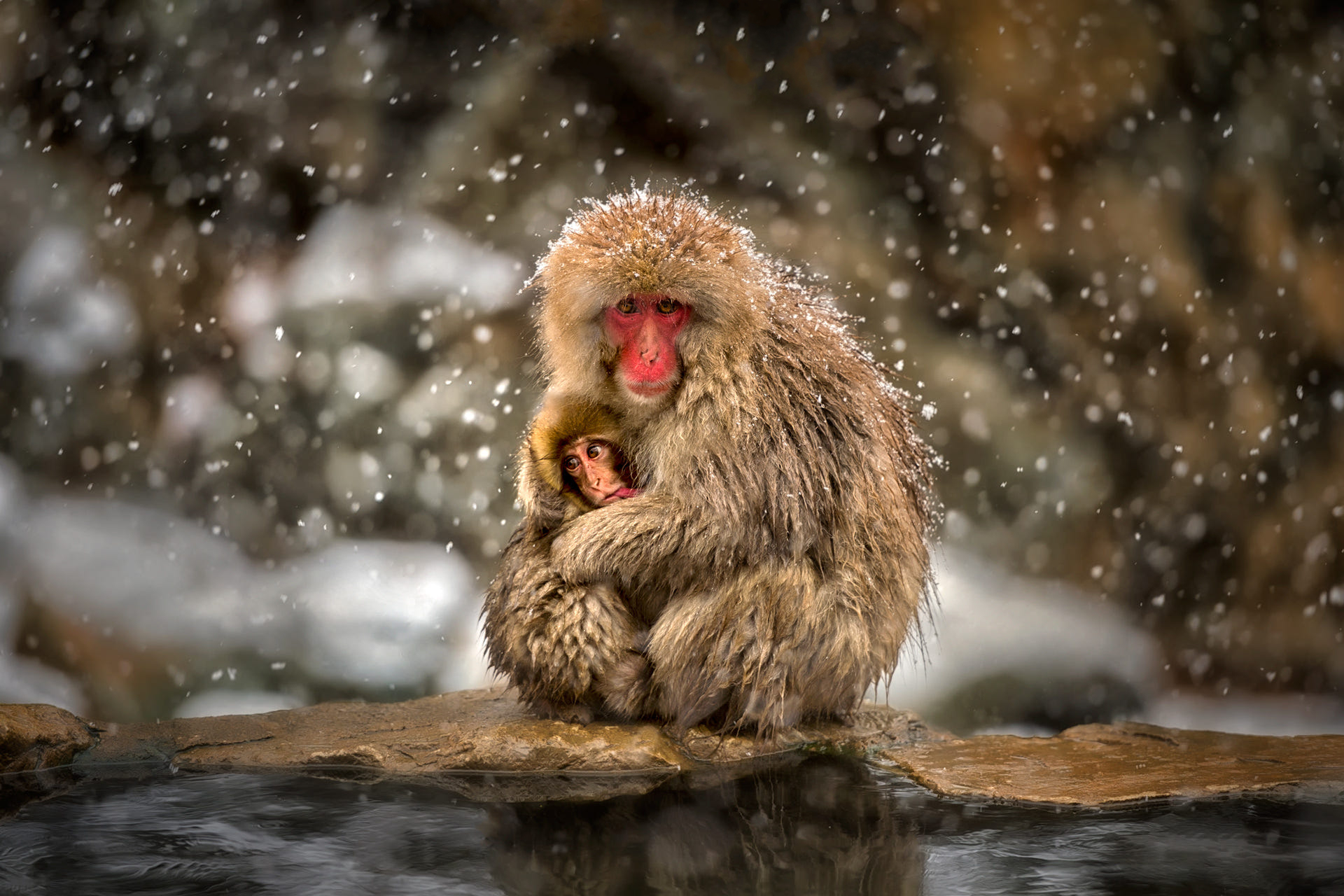 Animal Baby Animal Cute Hug Japanese Macaque Love Macaque Primate Snowfall 1920x1280