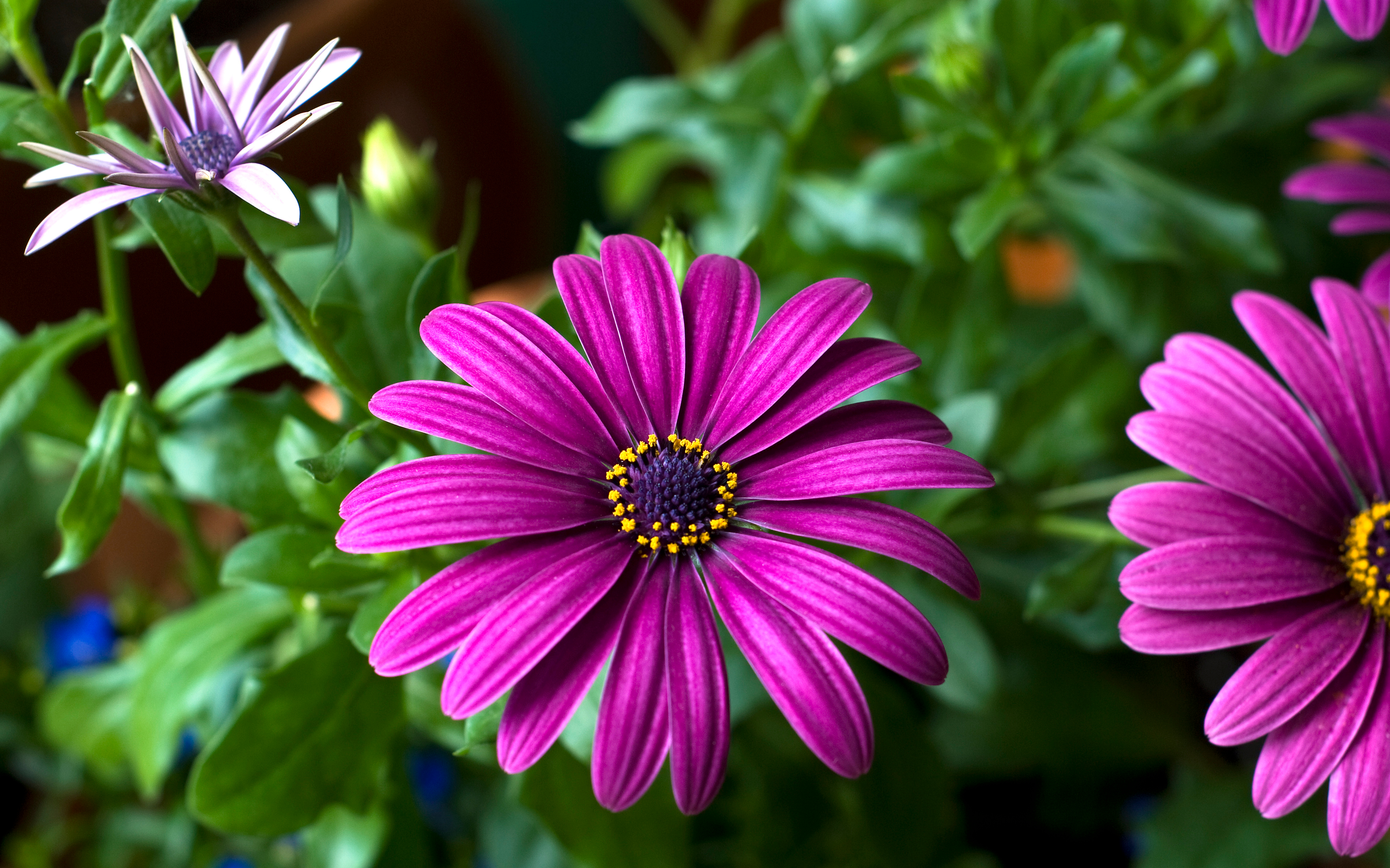 Daisy Earth Flower Purple Flower 3840x2400