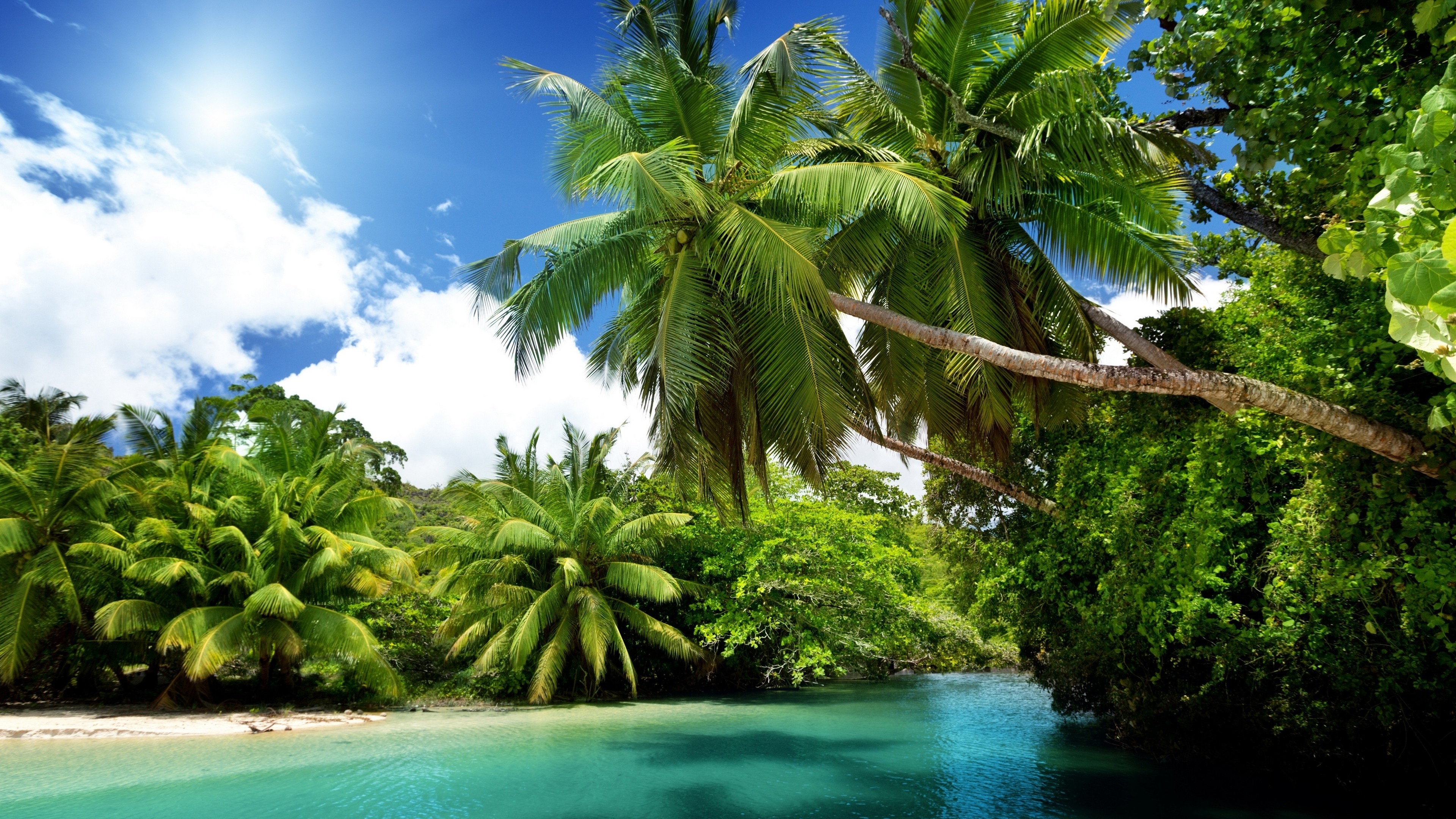 Lagoon Palm Tree Tropics 3840x2160