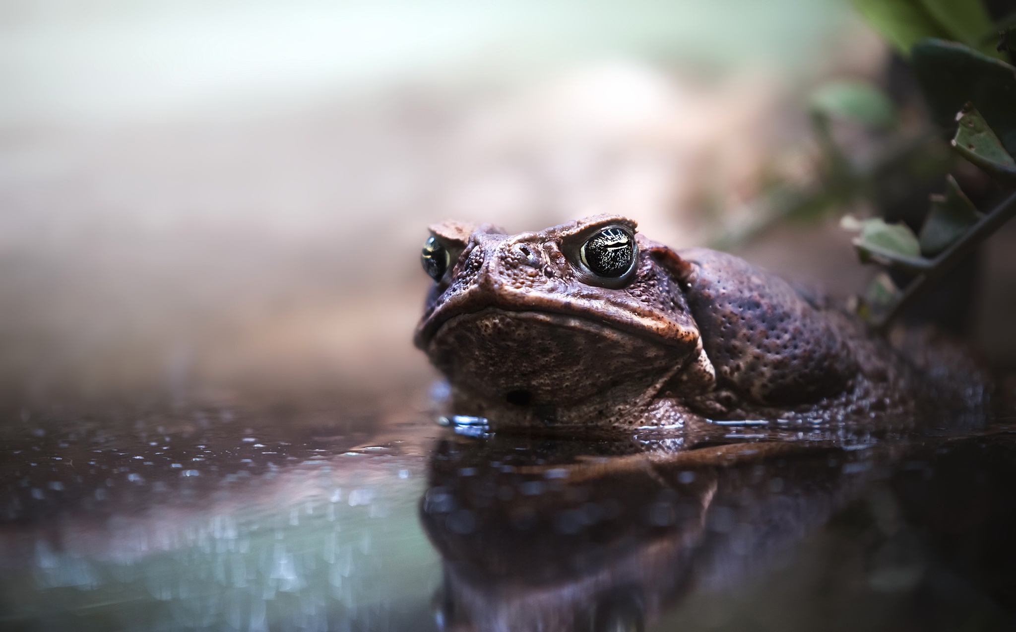 Amphibian Reflection Toad Water Wildlife 2048x1274