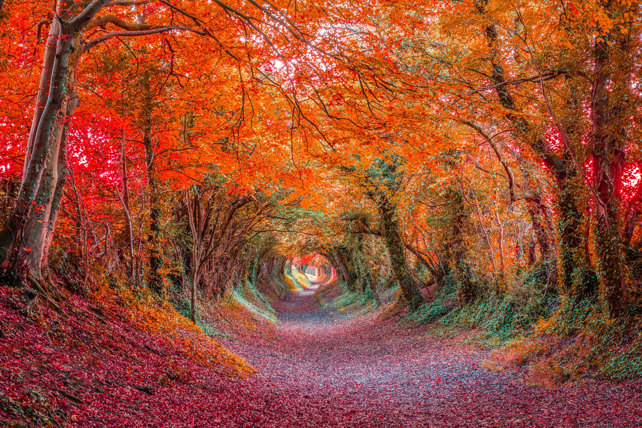 Canopy Colorful Fall Forest Tunnel 2048x1367