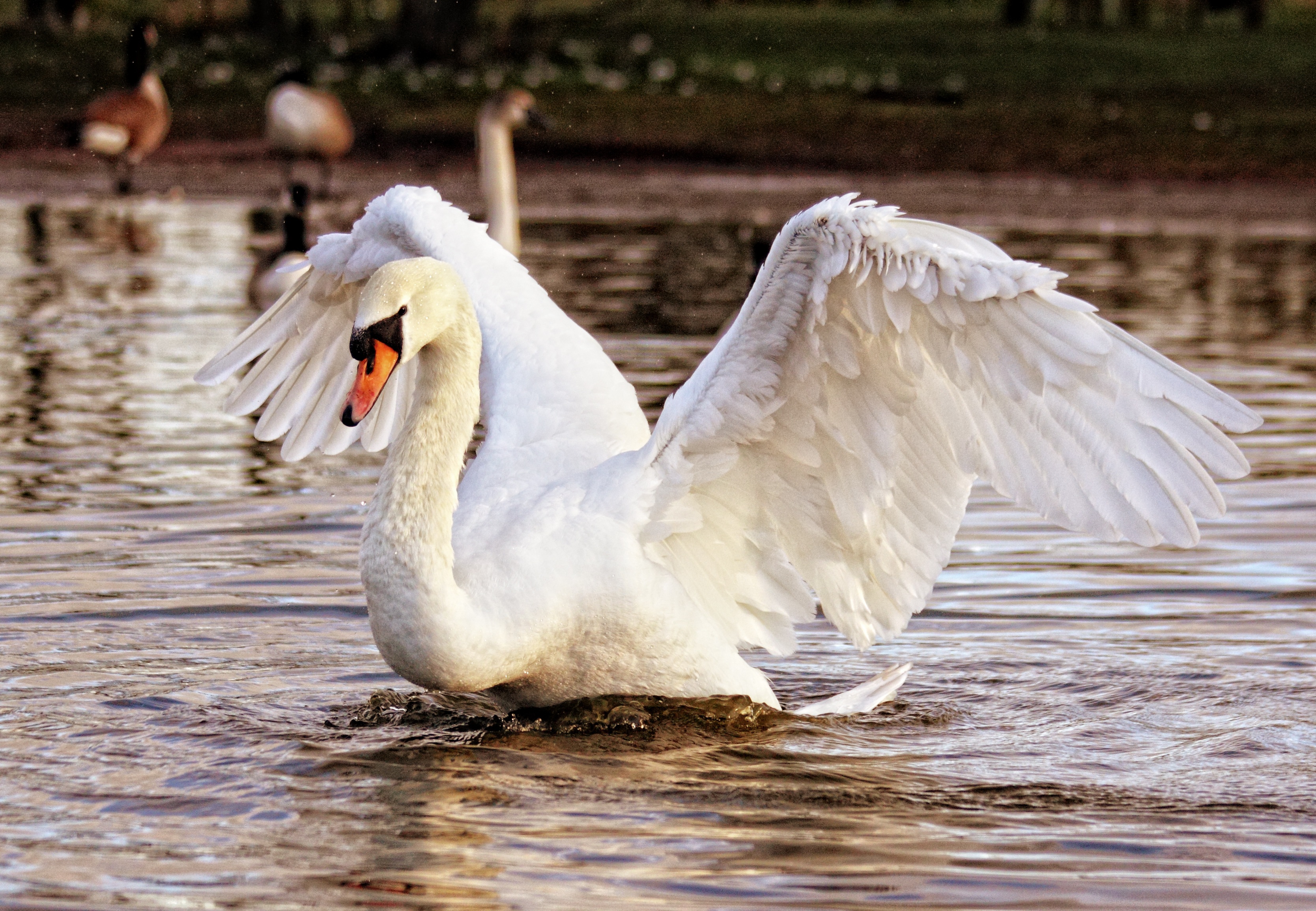 Mute Swan Swan 3336x2310
