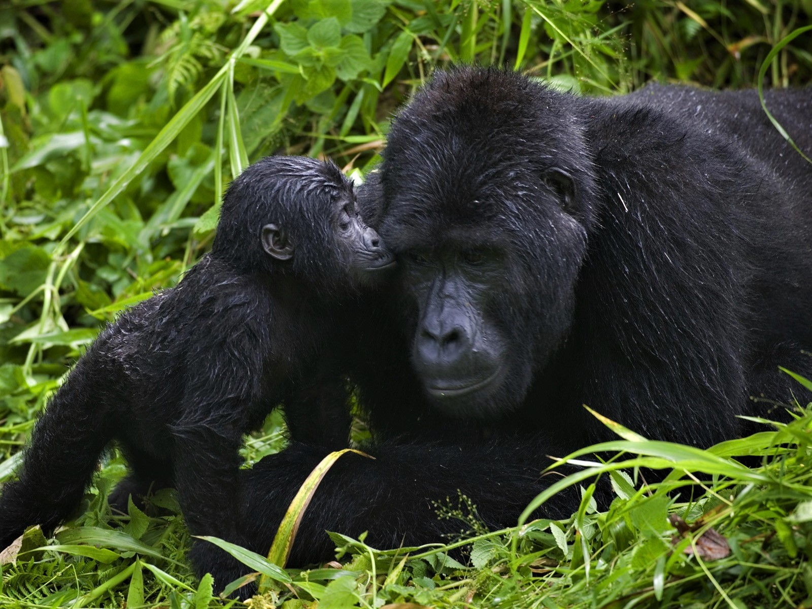 Animal Ape Baby Animal Cute Gorilla Love 1600x1200