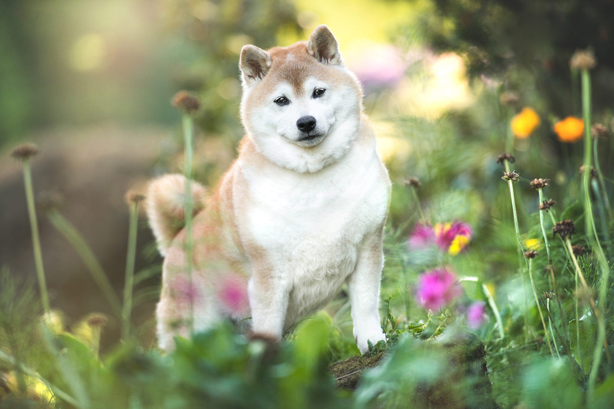 Dog Pet Shiba Inu 2048x1365