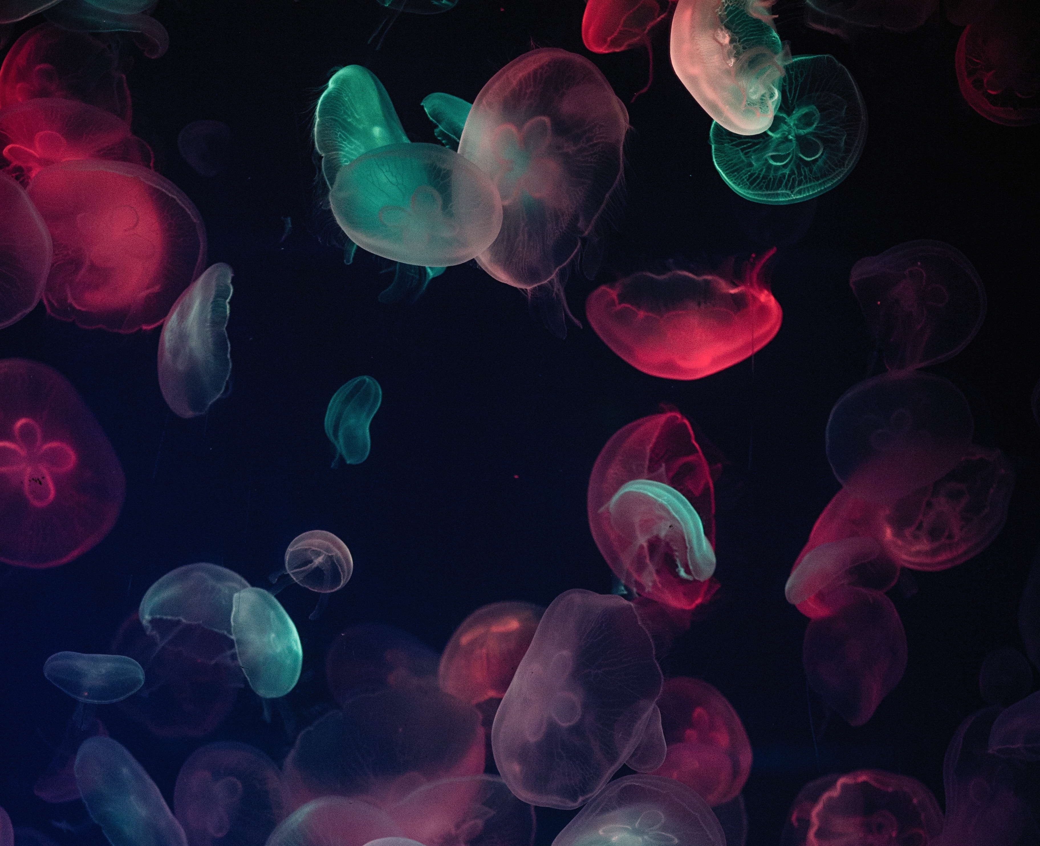 Jellyfish Sea Life Underwater 3648x2967