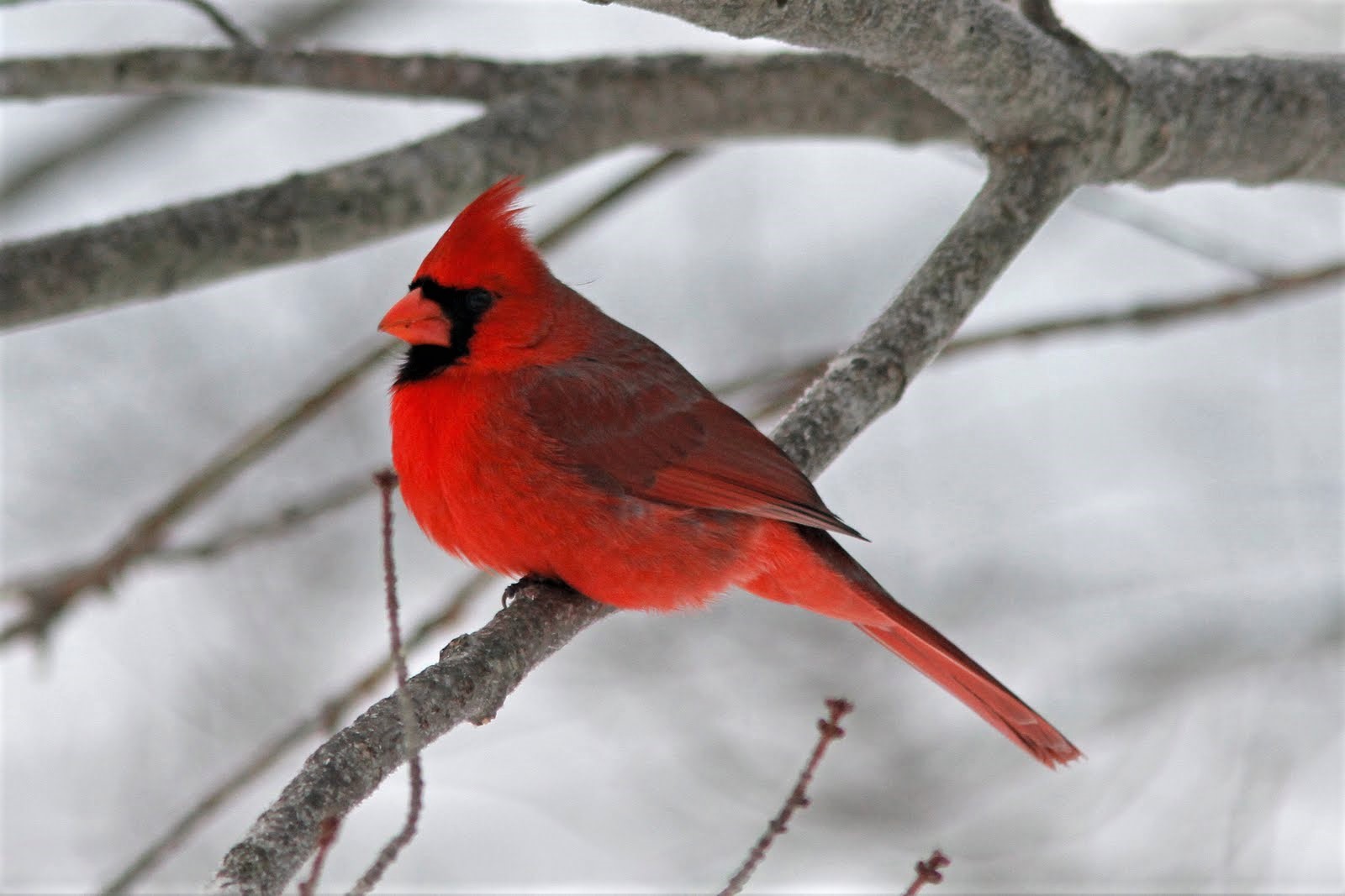 Bird Branch Cardinal Northern Cardinal Winter 1600x1067