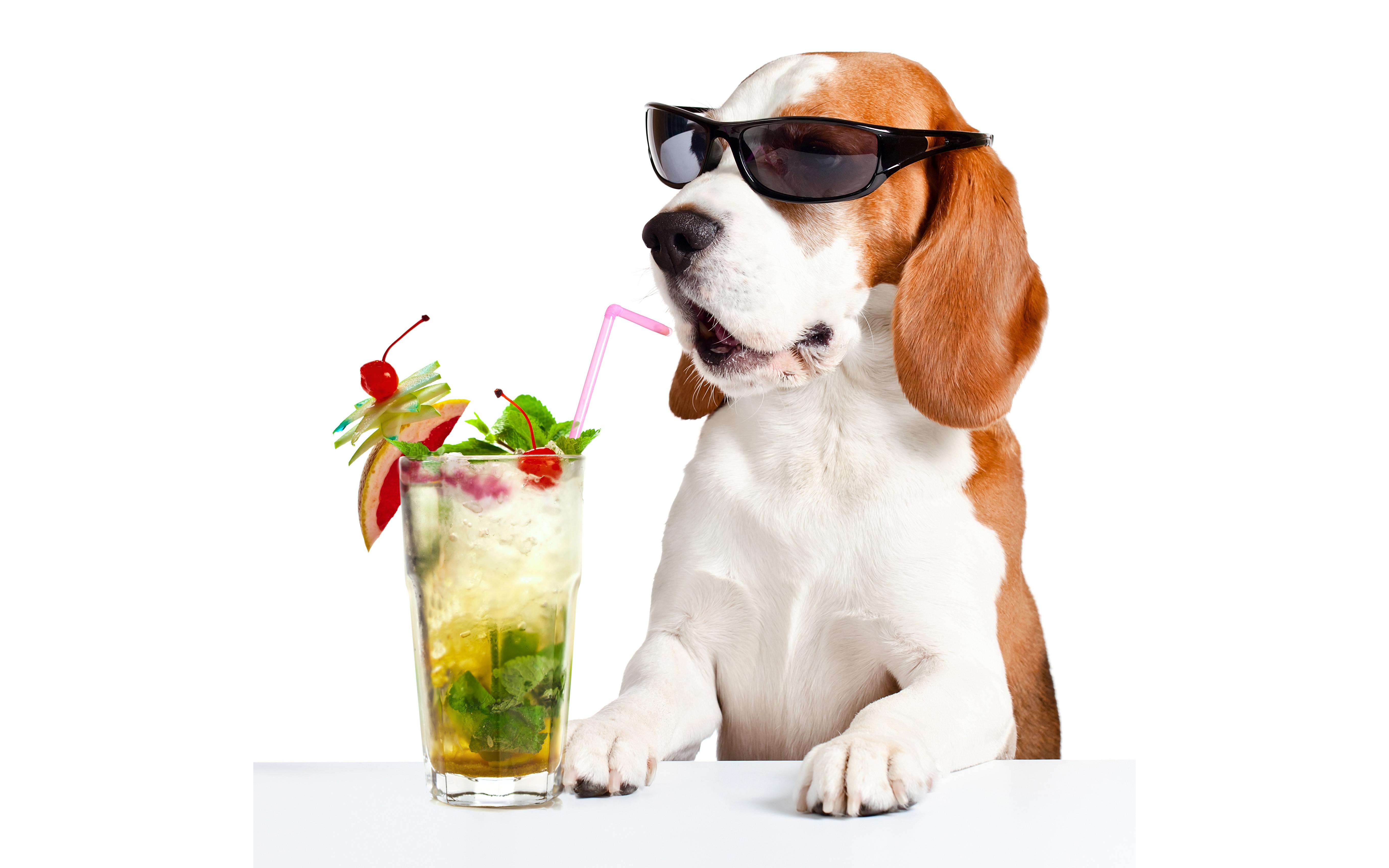 Beagle Cocktail Dog Pet Sunglasses 5440x3400