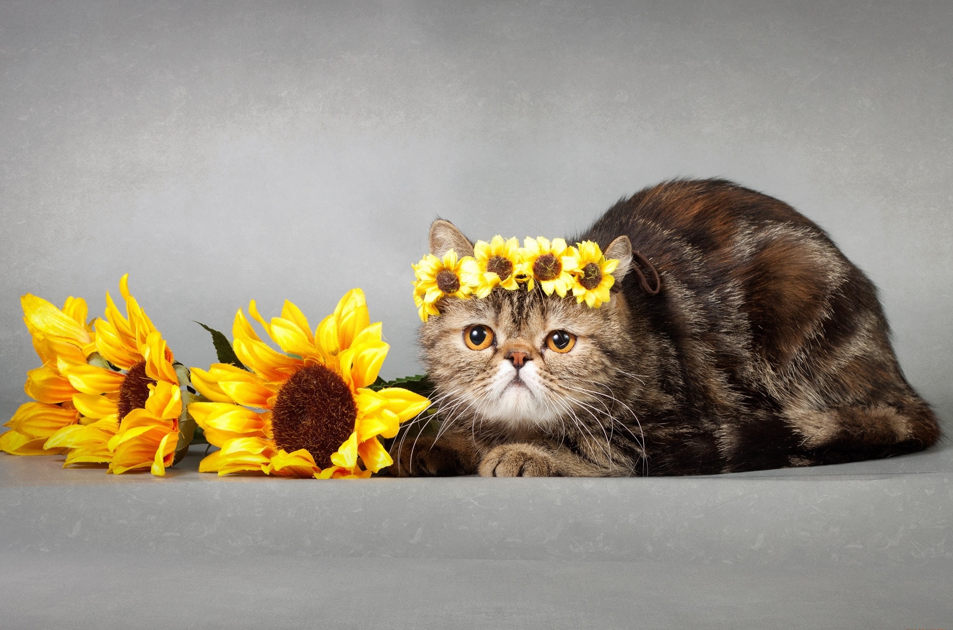 Cat Pet Sunflower 1920x1269