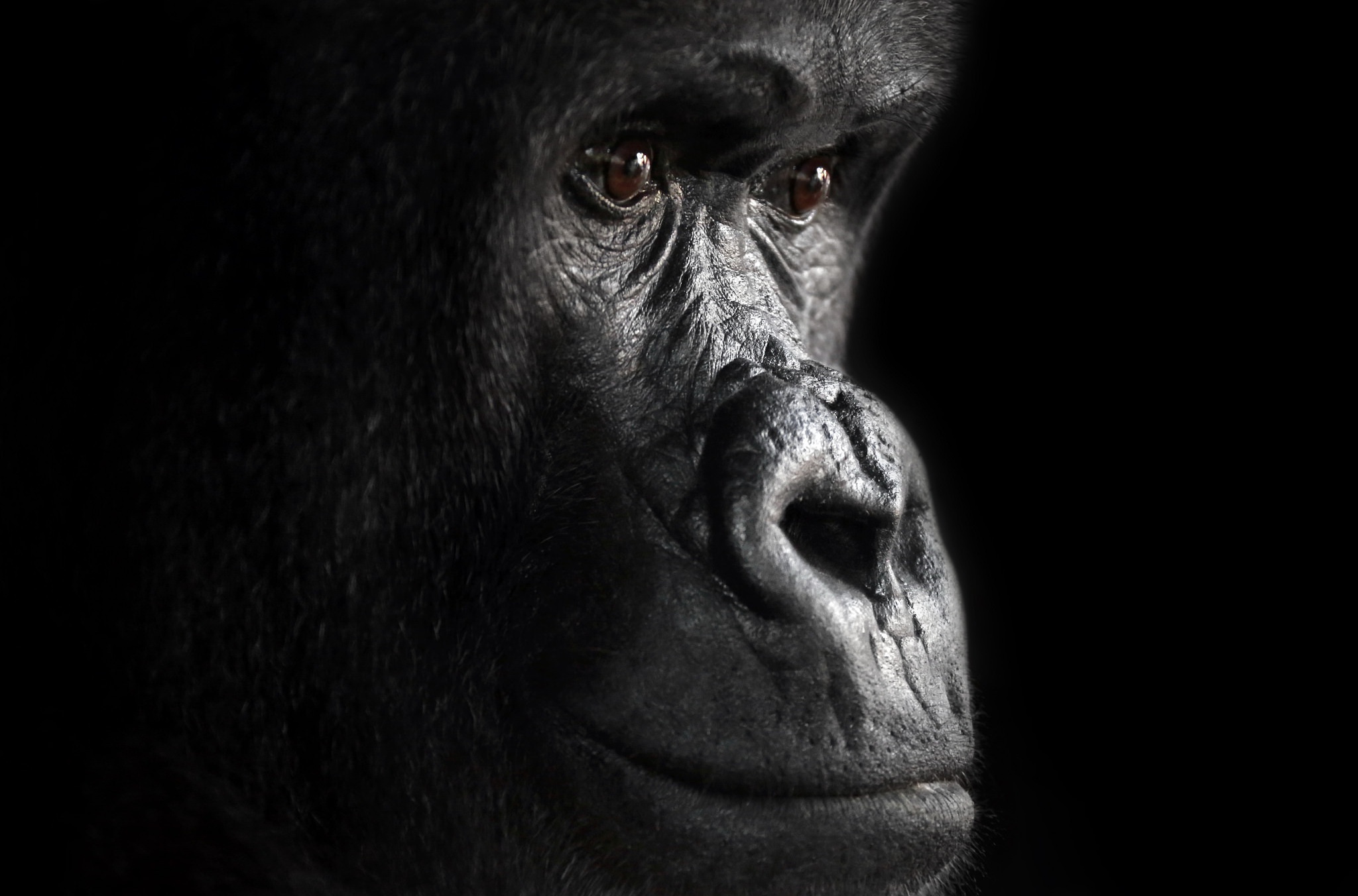 Ape Close Up Gorilla Monkey Primate Wildlife 2048x1352