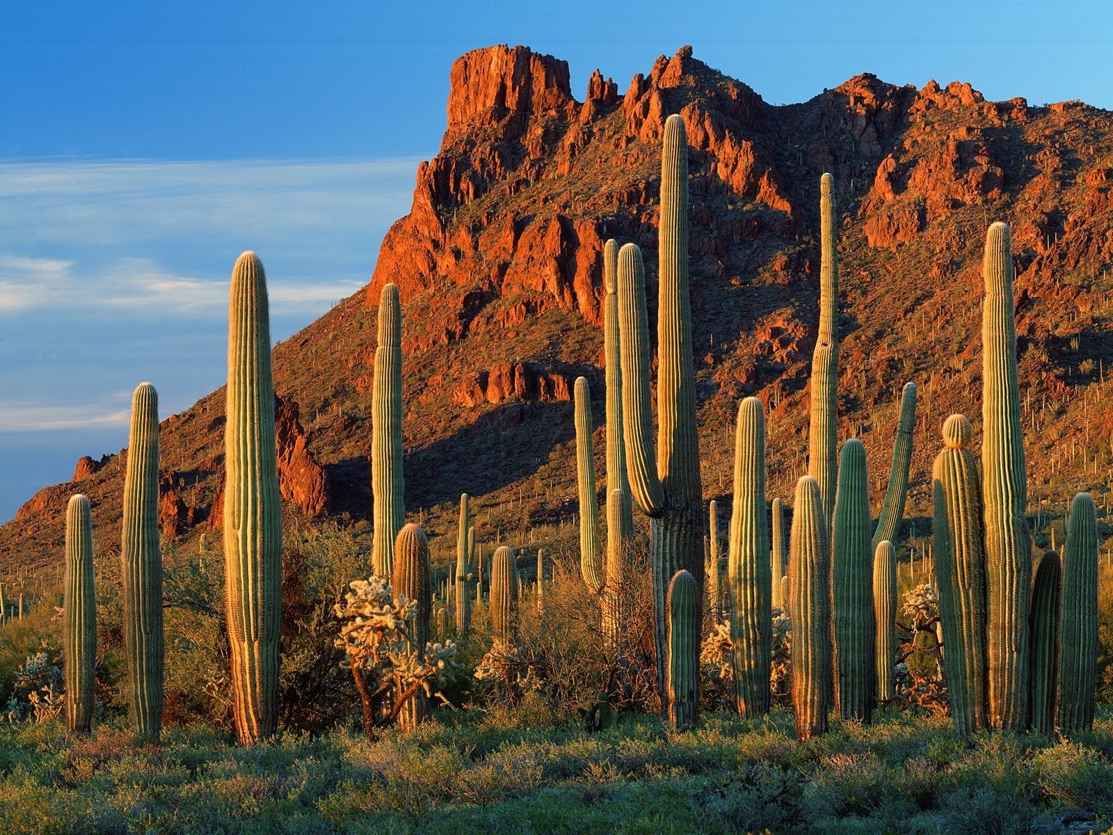 Arizona Cactus Nature 1600x1200