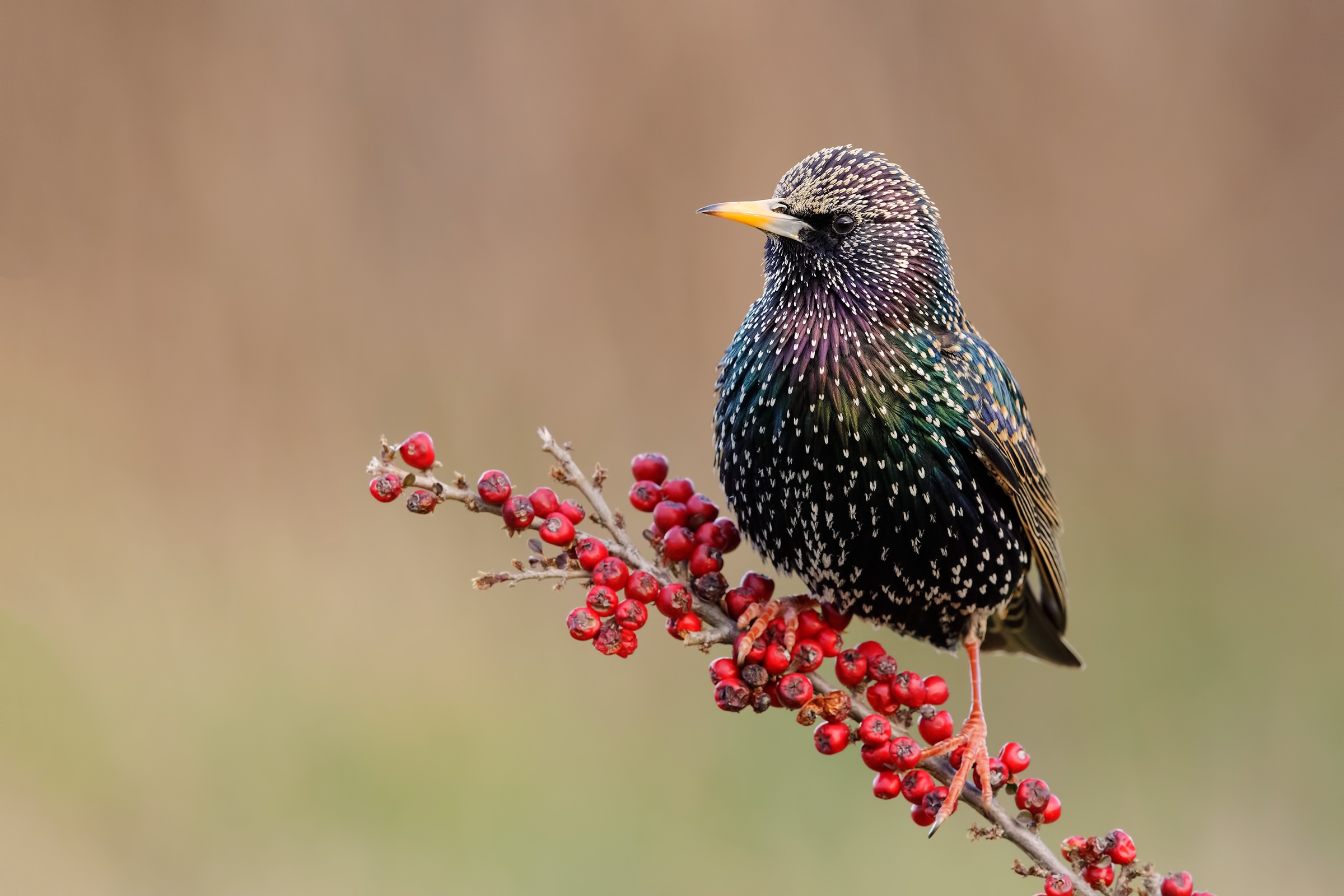 Bird Starling Wildlife 2400x1600