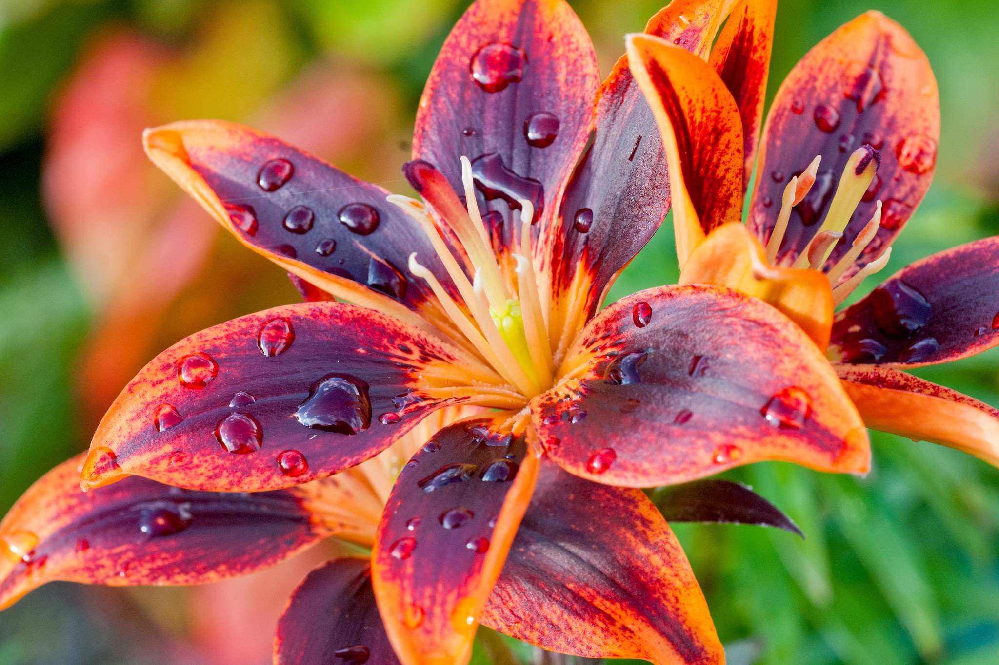Earth Flower Lily Red Water Drop Orange Color 2048x1365