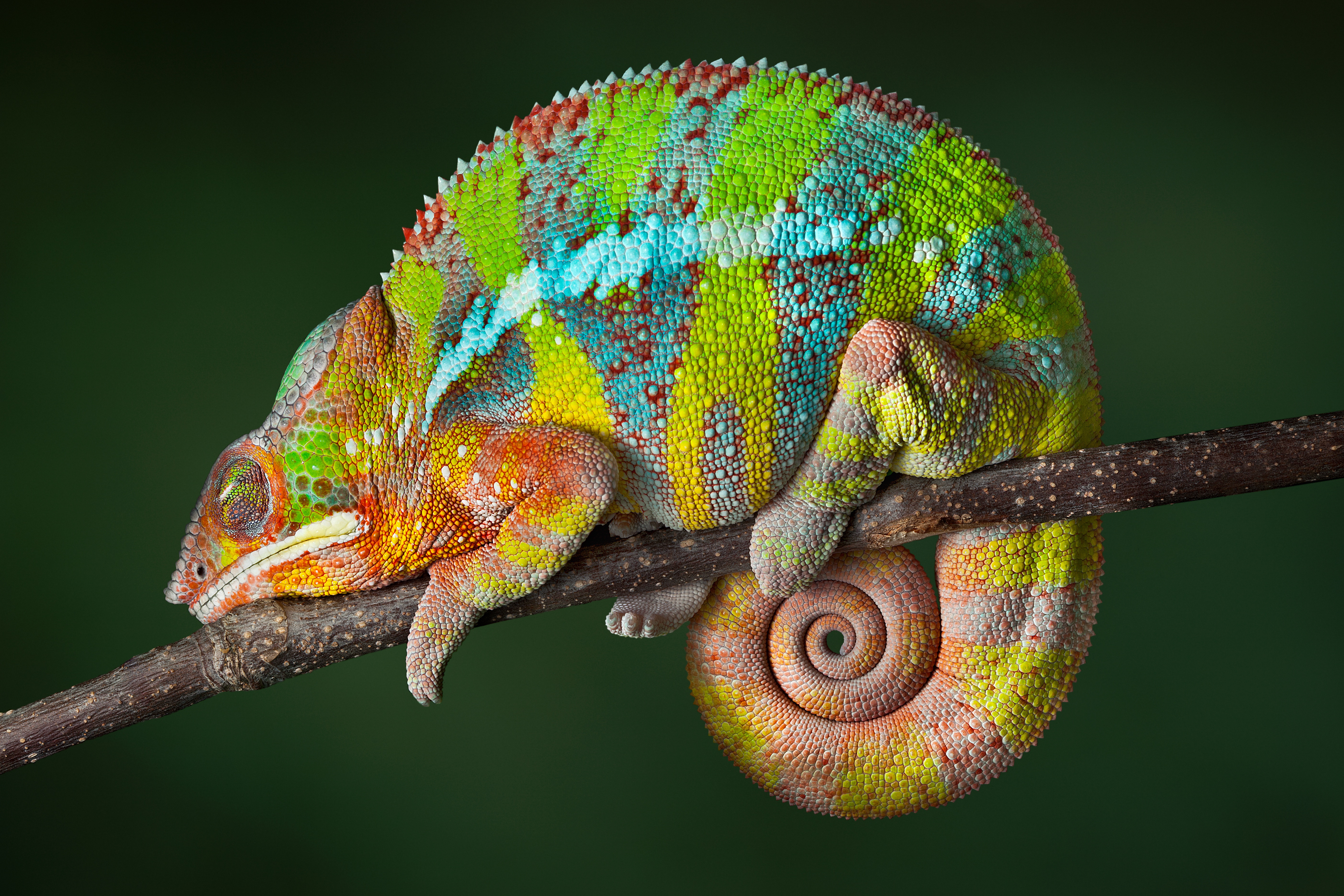 Chameleon Lizard Reptile Sleeping Wildlife 5616x3744