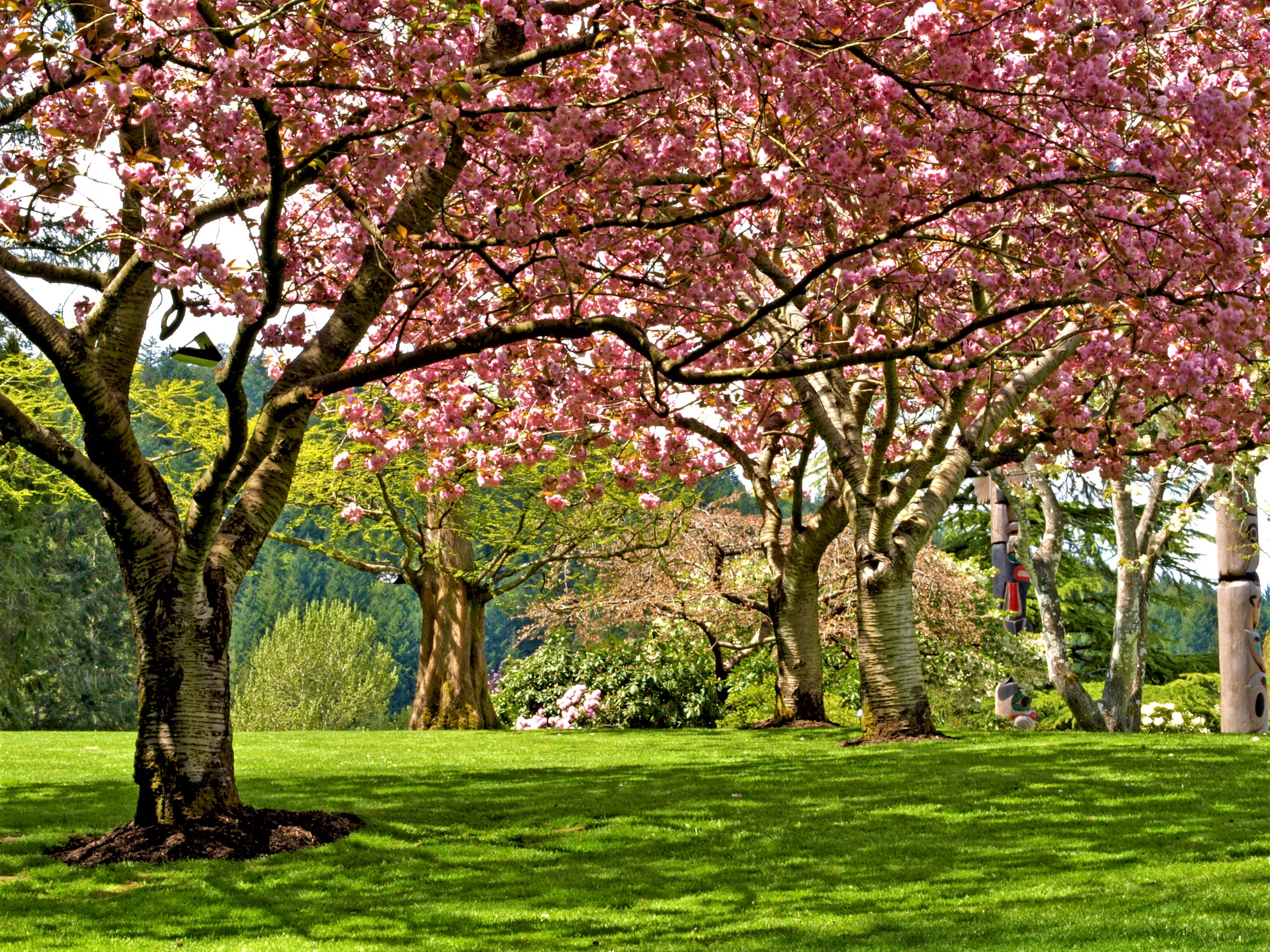 Blossom Earth Park Pink Flower Spring Tree 2400x1800