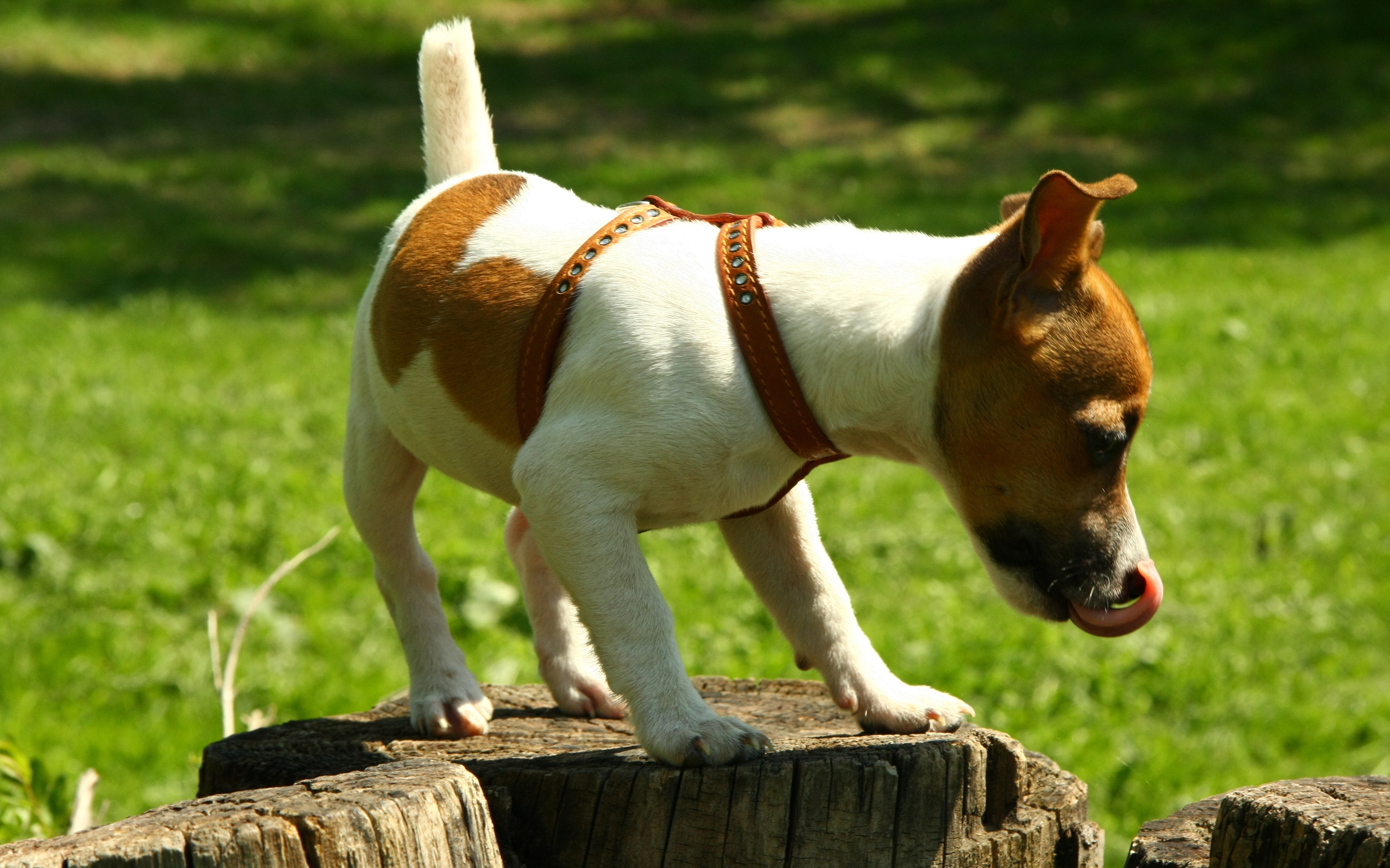 Animal Jack Russell Terrier 2560x1600