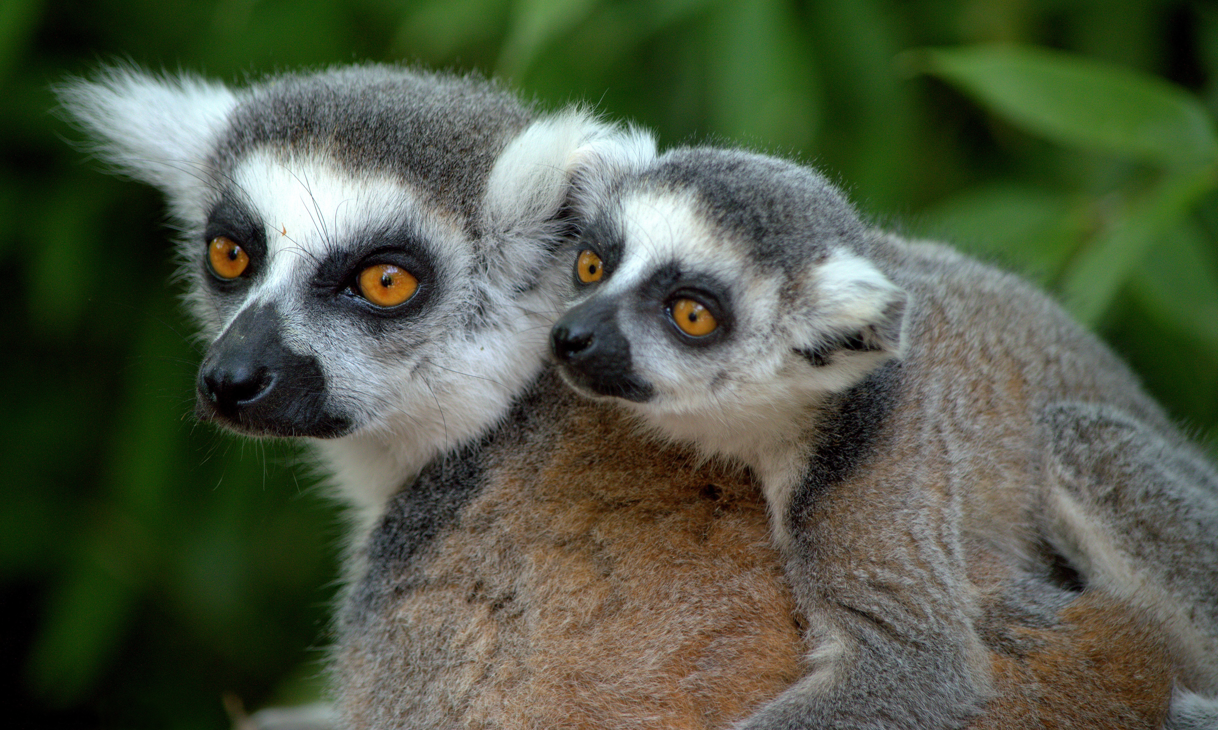 Baby Animal Lemur Monkey Primate Wildlife 4000x2399