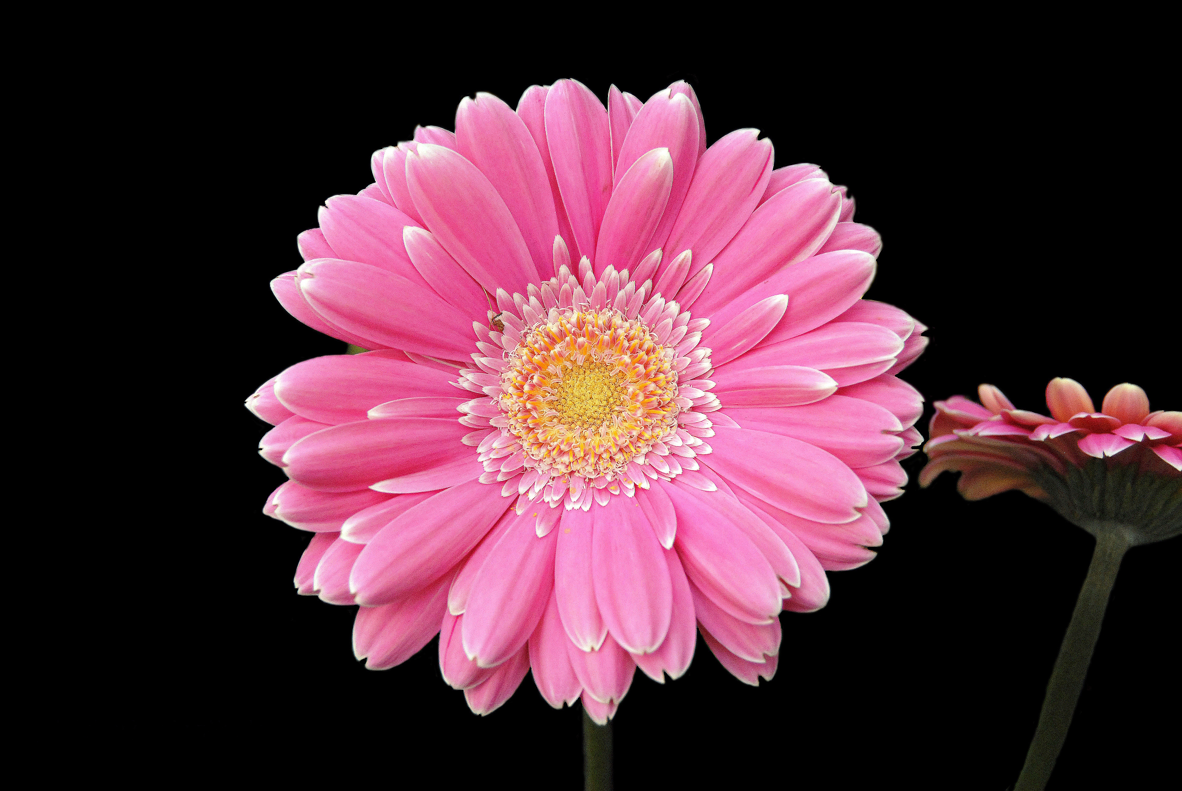 Flower Gerbera Pink Flower 3872x2592
