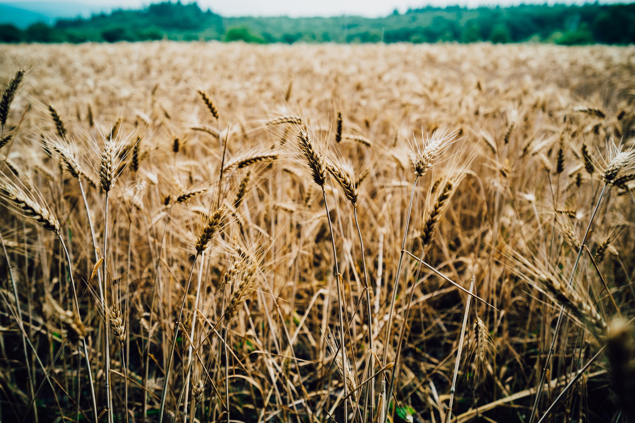 Field Nature Summer Wheat 2048x1365