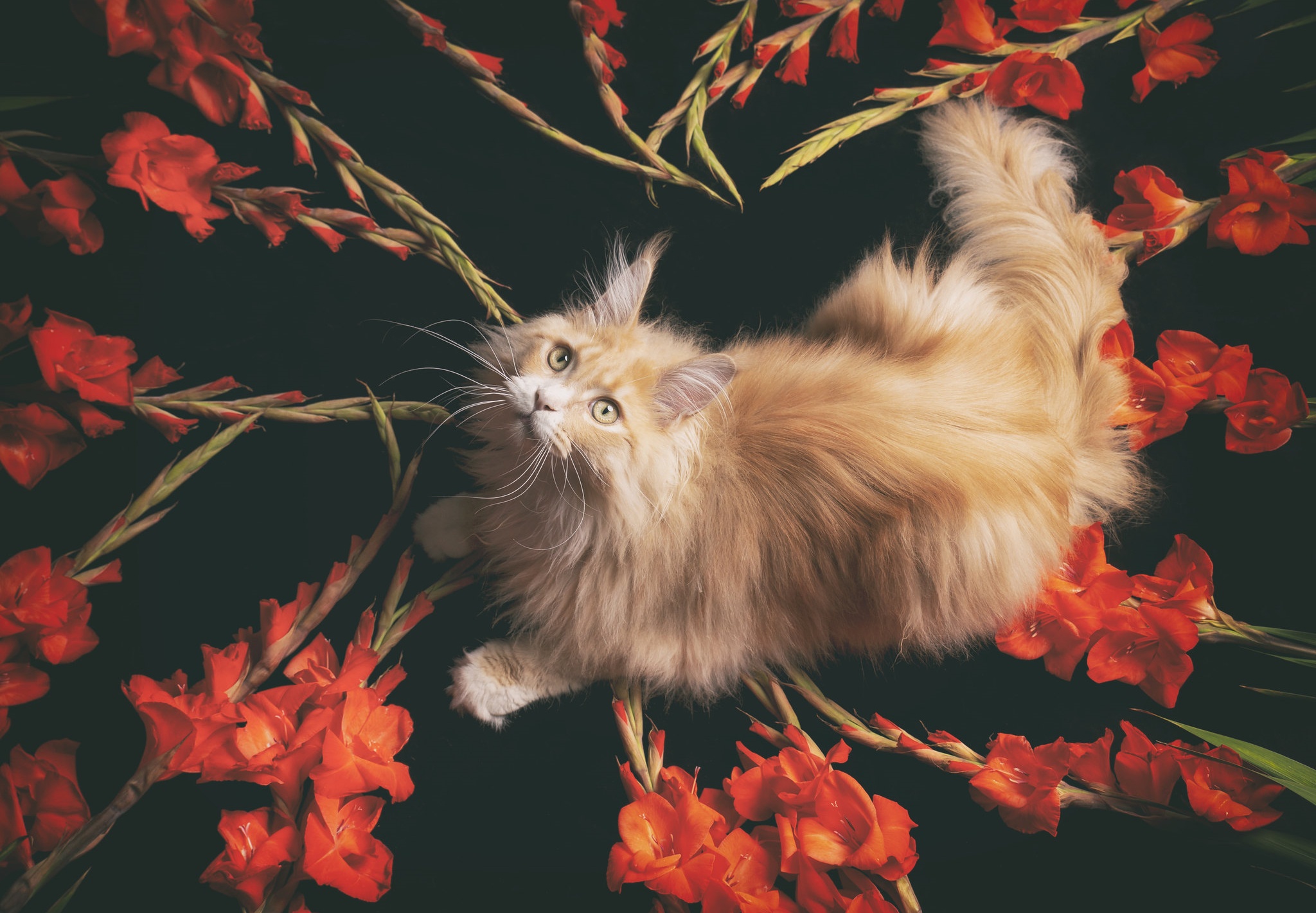 Cat Gladiolus Maine Coon Pet Red Flower 2048x1421
