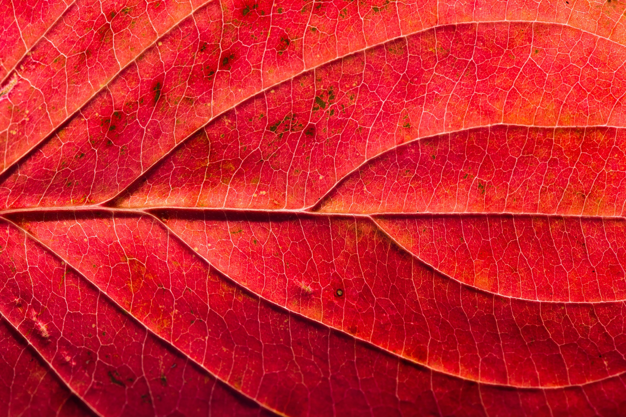 Leaf Macro Red 2048x1363