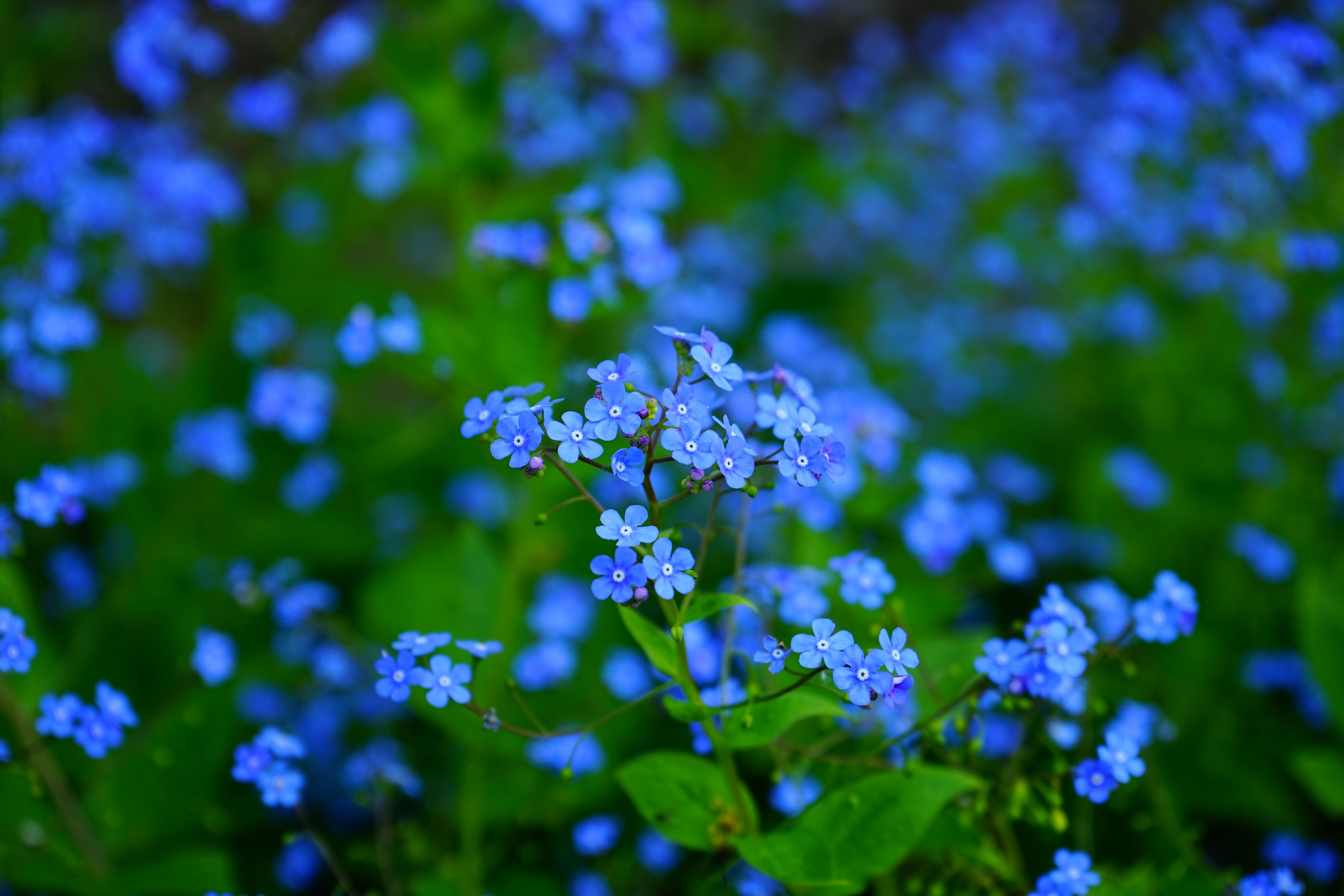 Blue Flower Flower Forget Me Not 6000x4000