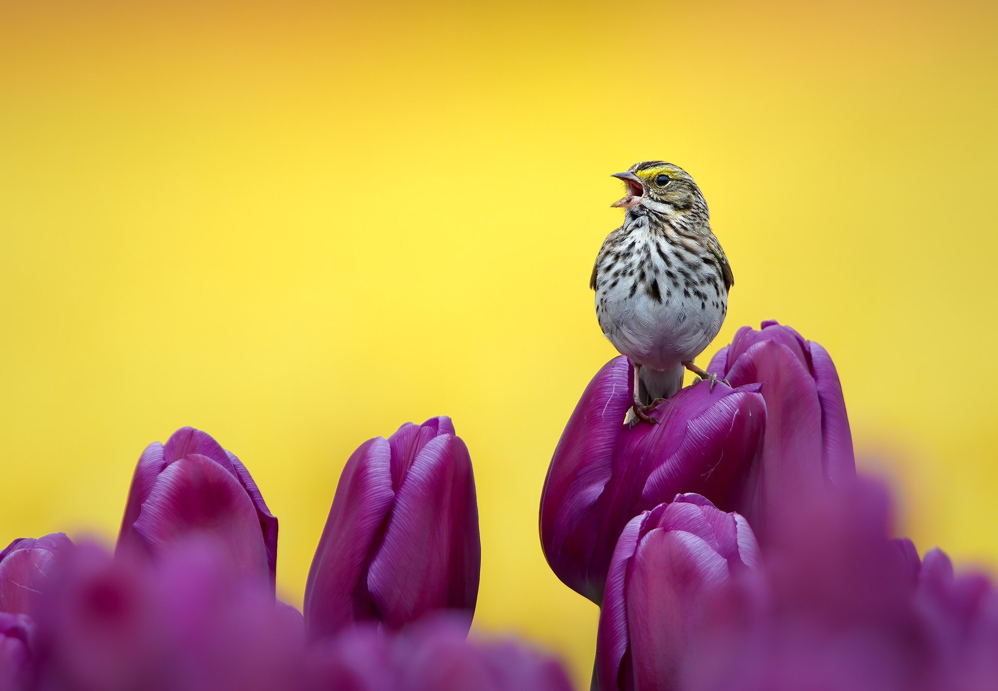 Bird Passerine Purple Flower Sparrow Tulip Wildlife 2048x1418