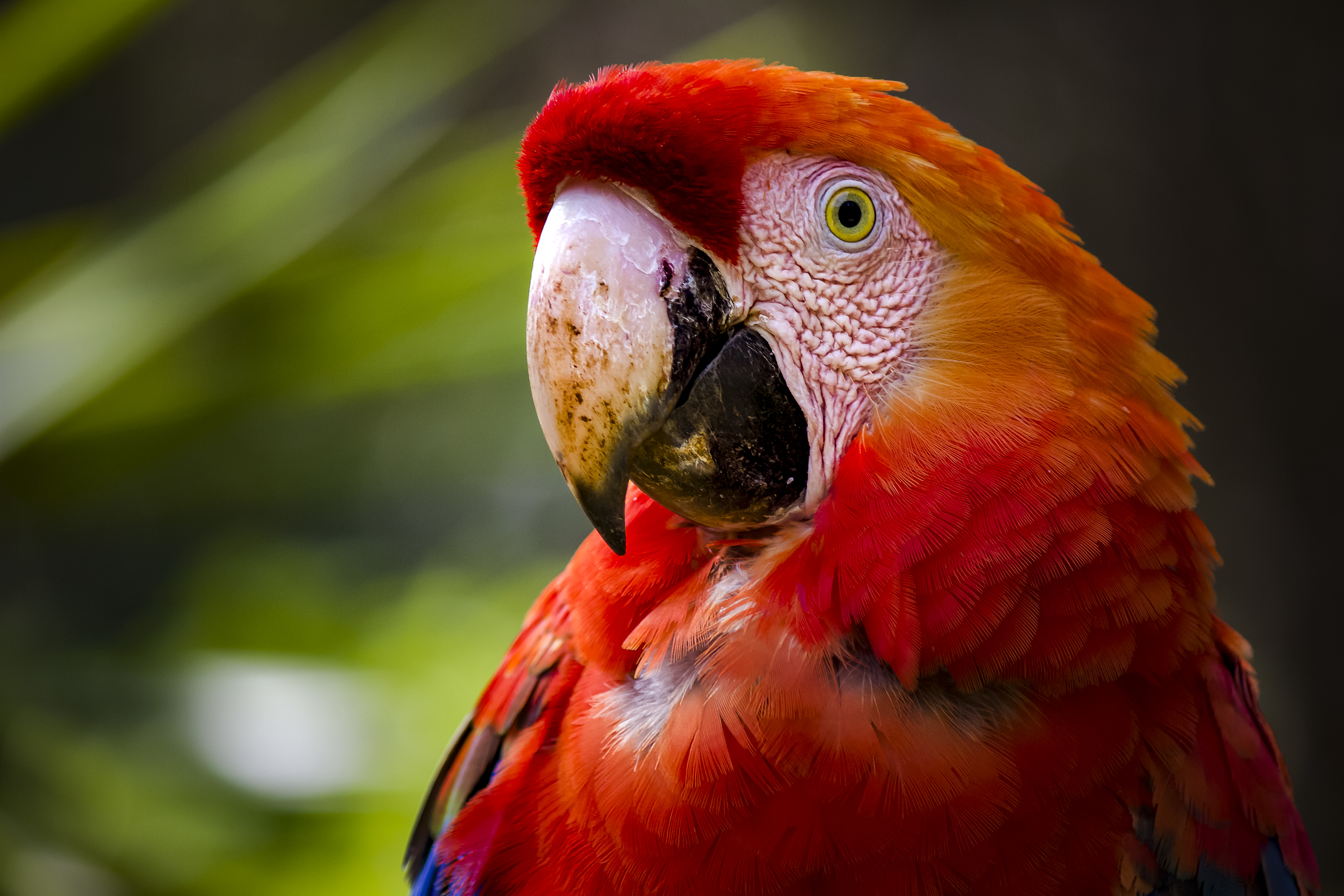 Bird Close Up Macaw 5184x3456