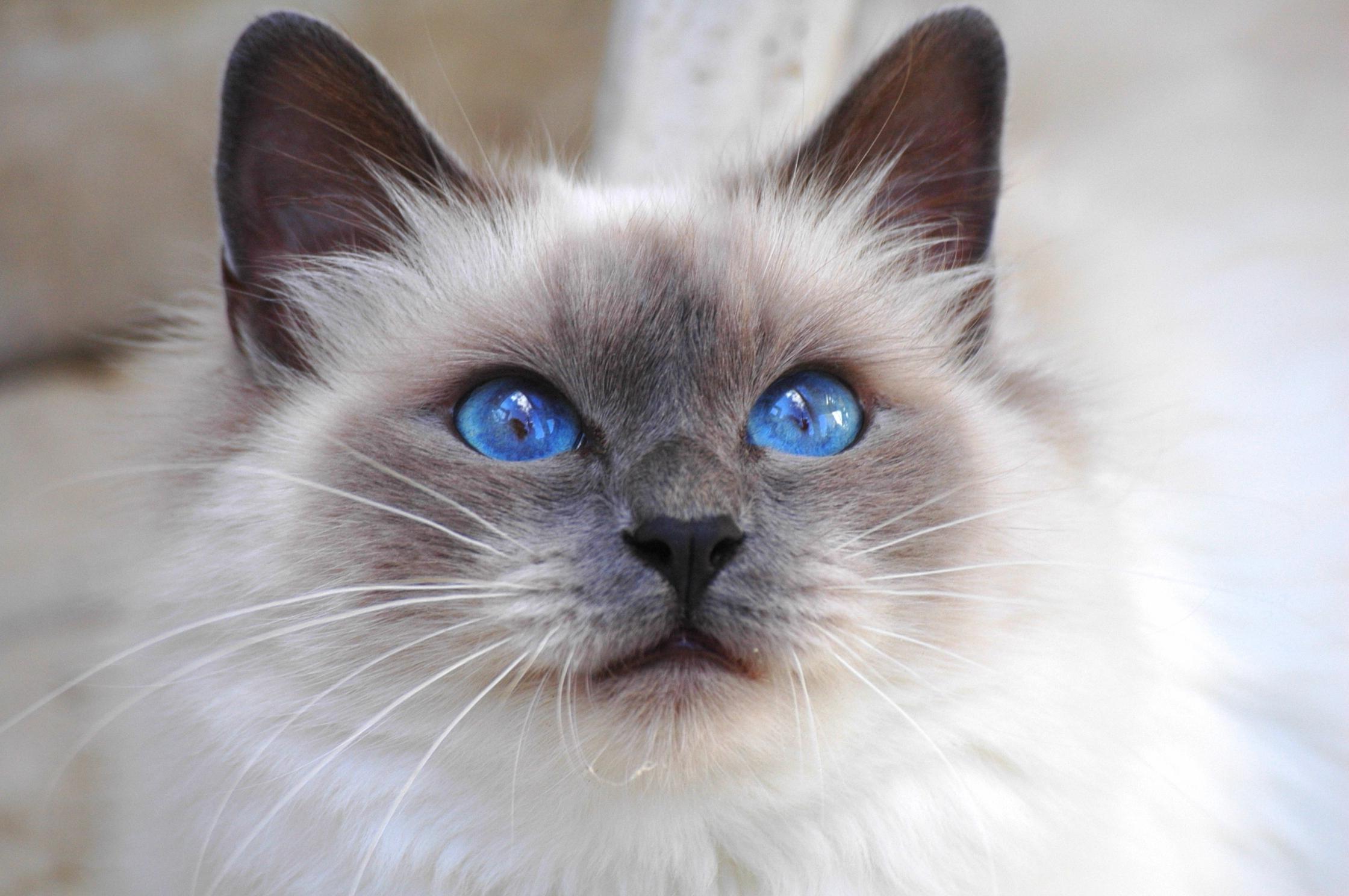 Animal Blue Eyes Cat Eye Face Fluffy Gray 2240x1488