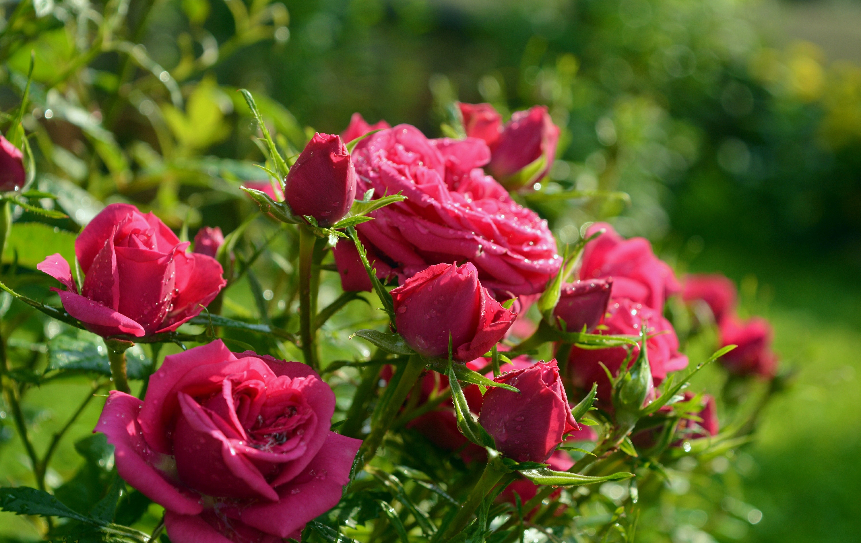 Close Up Flower Nature Pink Flower Rose Rose Bush 3000x1892