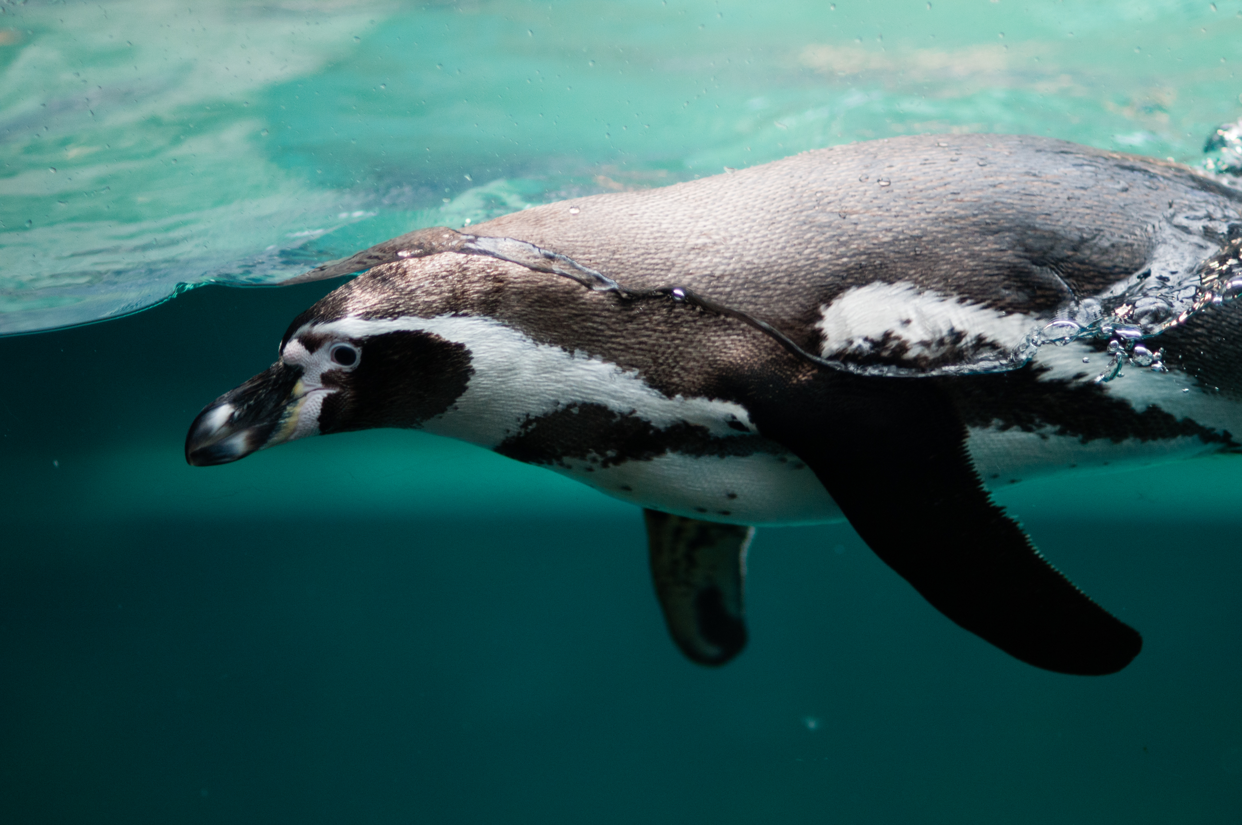 Penguin Underwater Wildlife 4288x2848