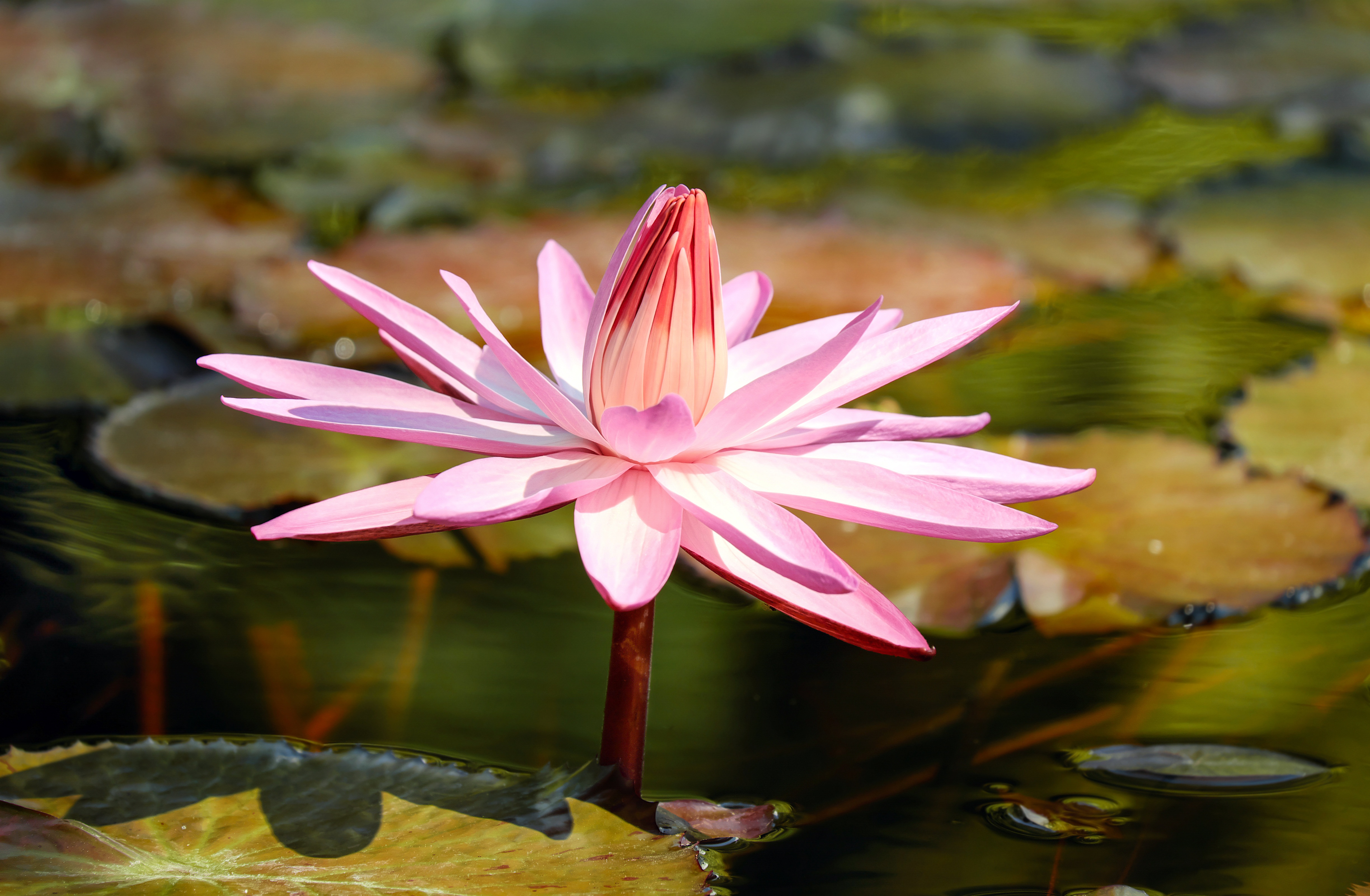 Flower Lily Pad Nature Pink Flower Water Lily 4896x3205