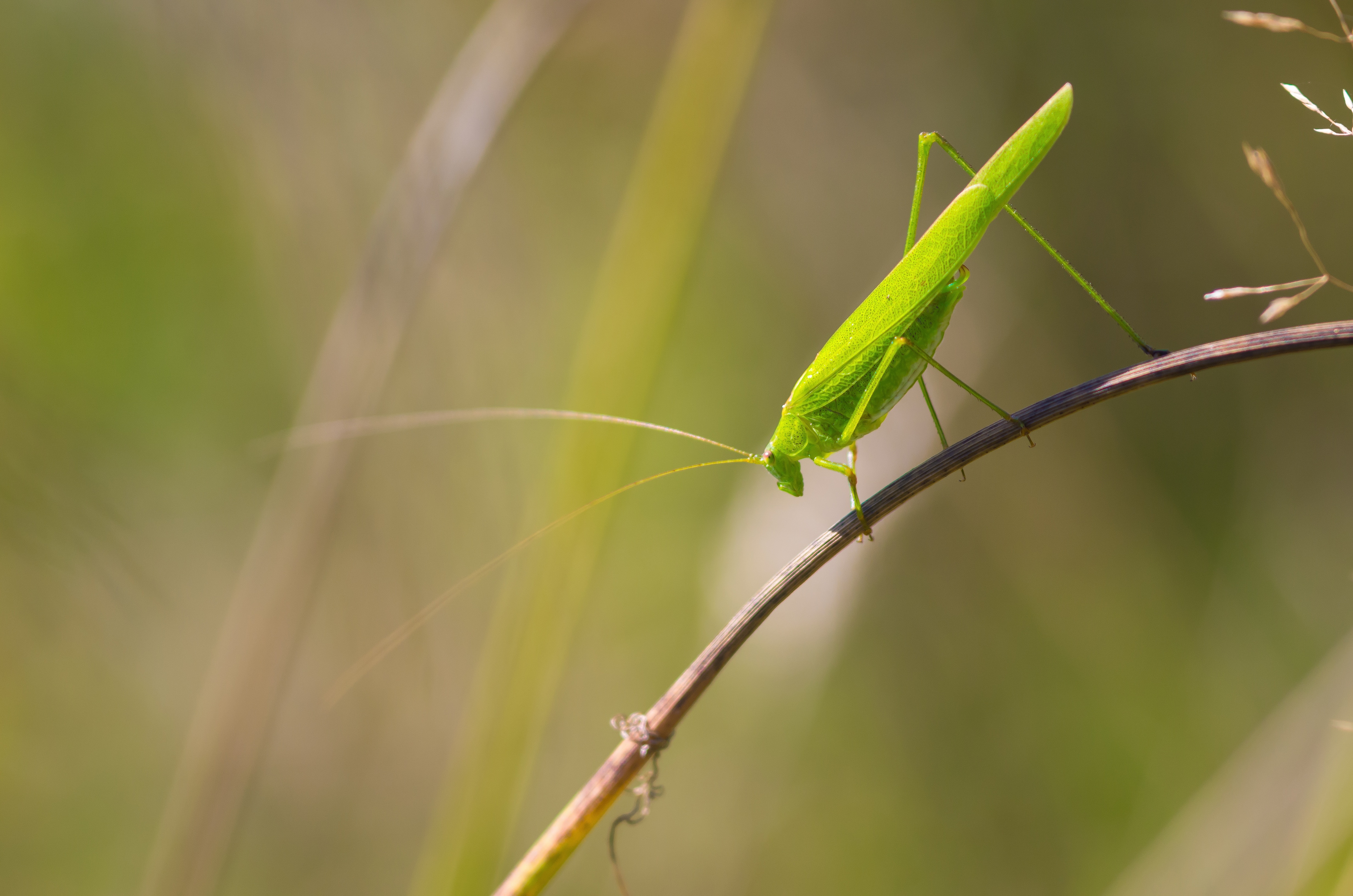 Grasshopper Insect 4928x3264