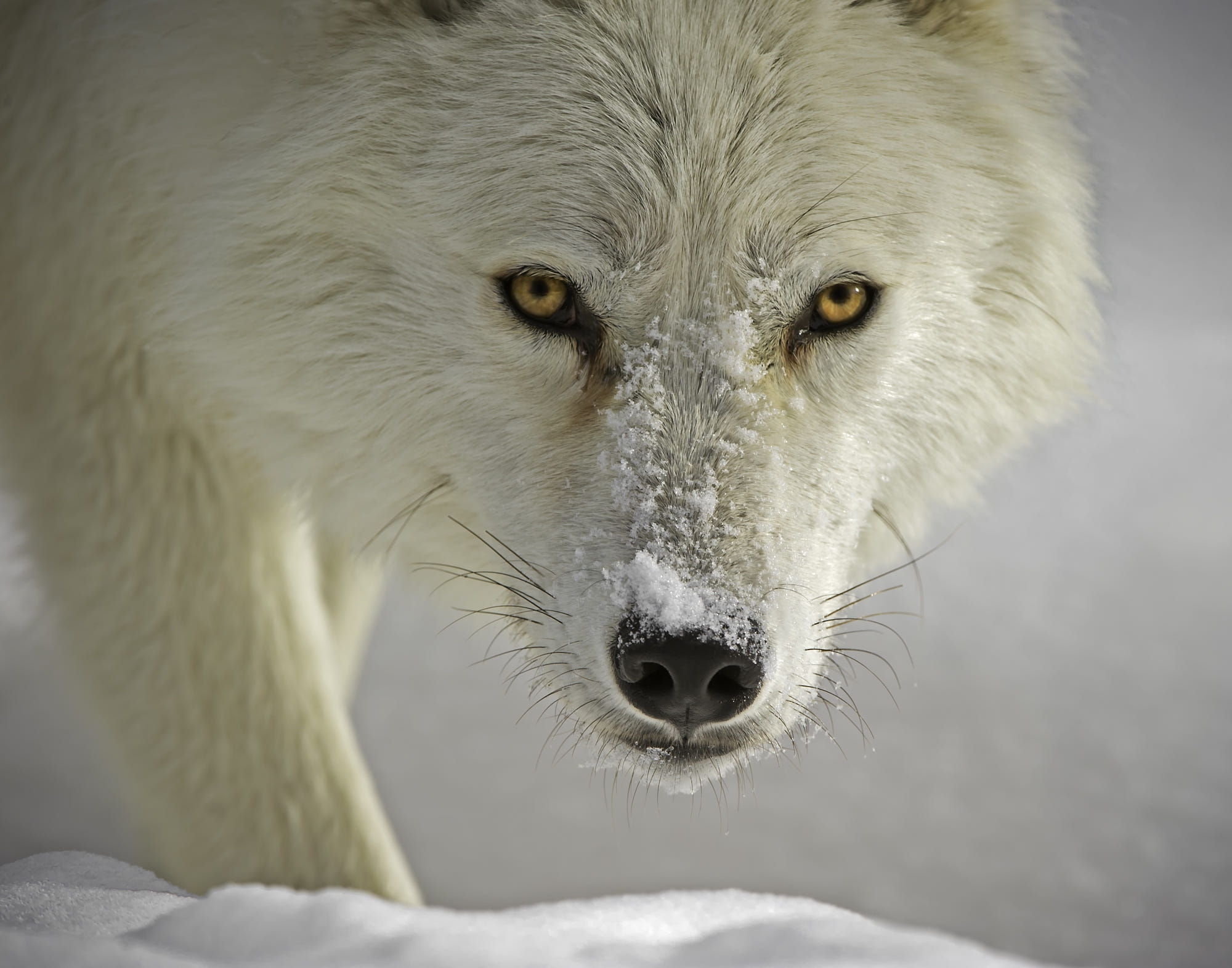 Snow White Wolf Winter Wolf 2000x1572