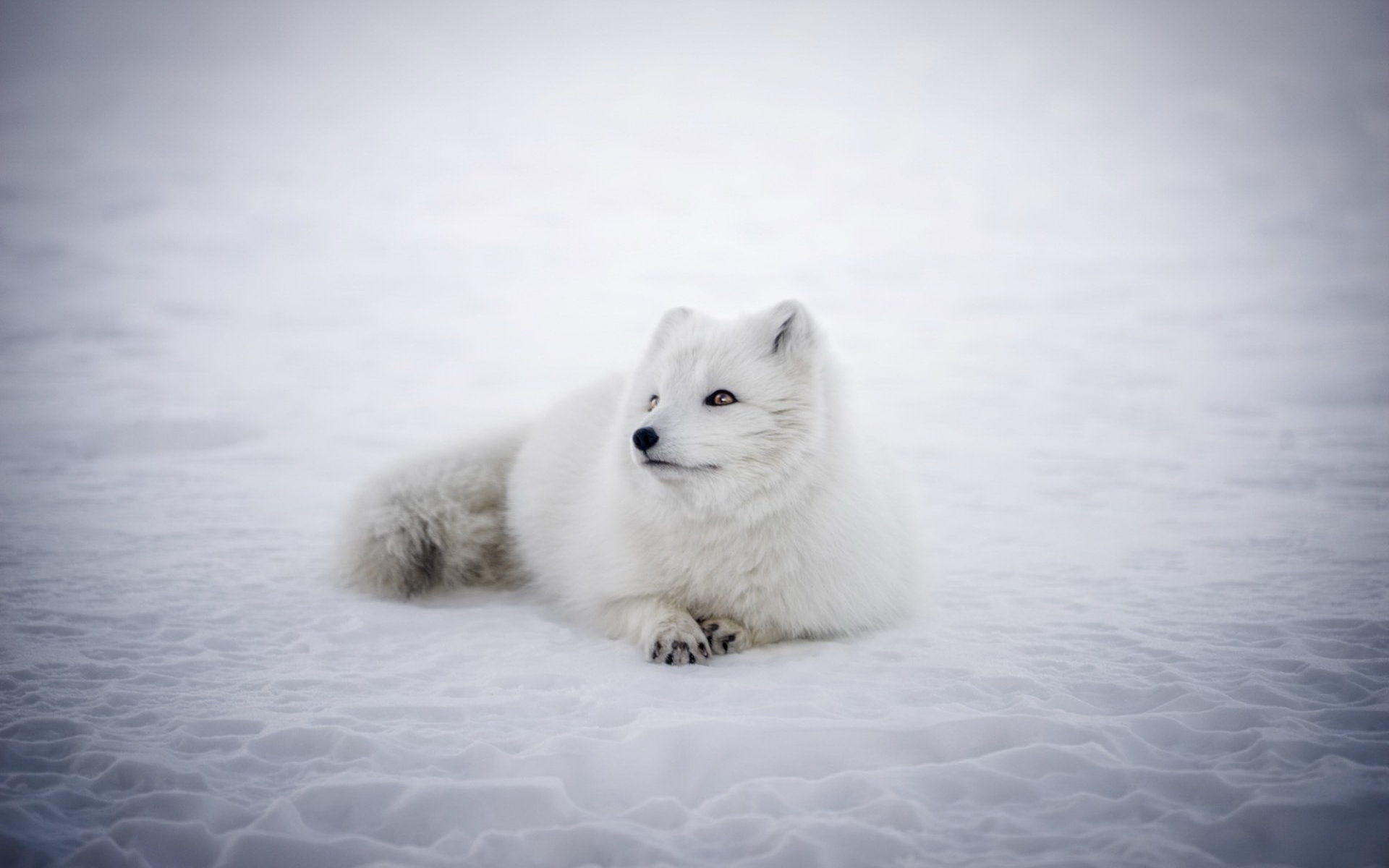 Animal Arctic Fox 1920x1200