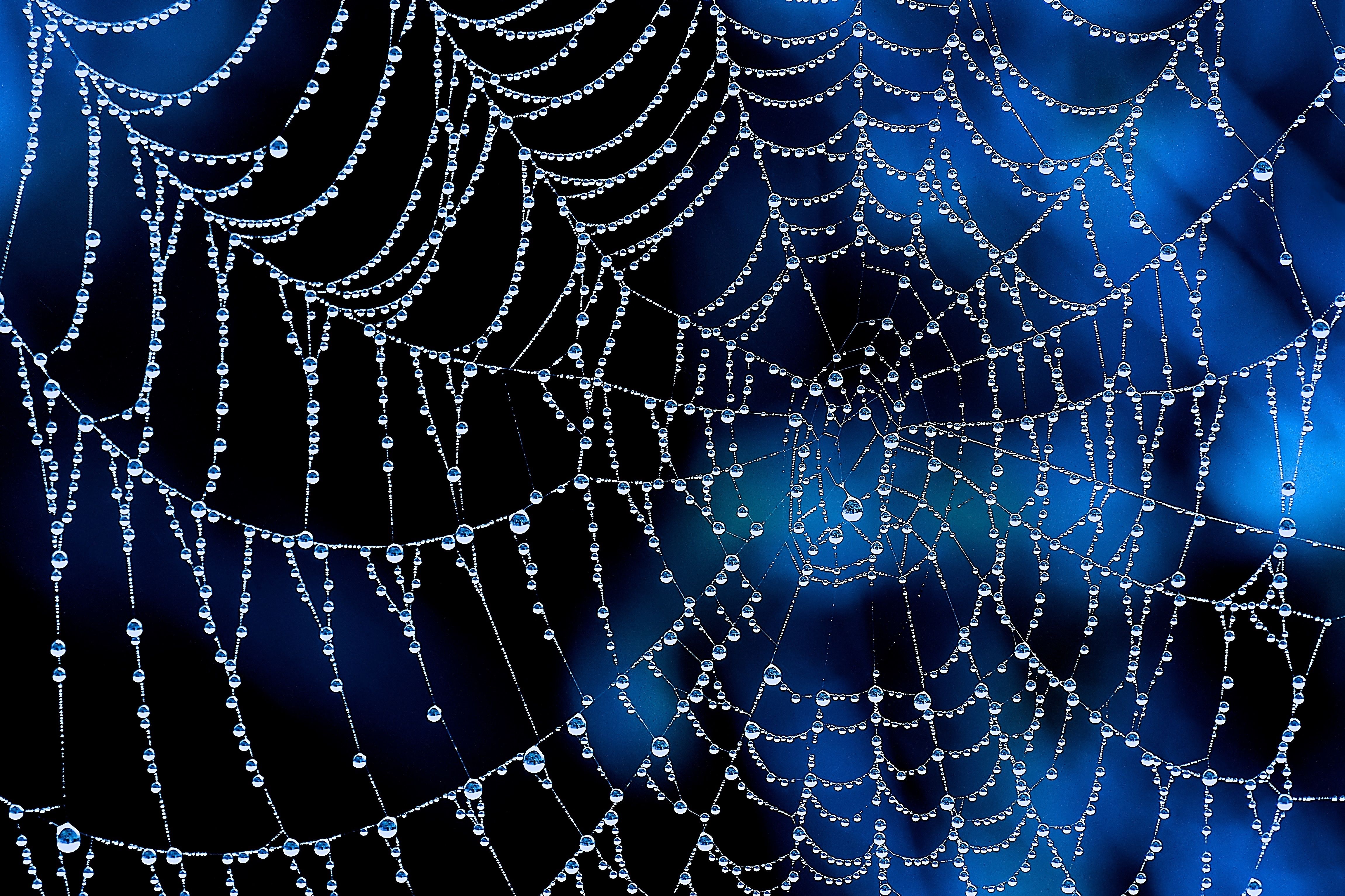 Dew Spider Web Water Drop 4603x3067