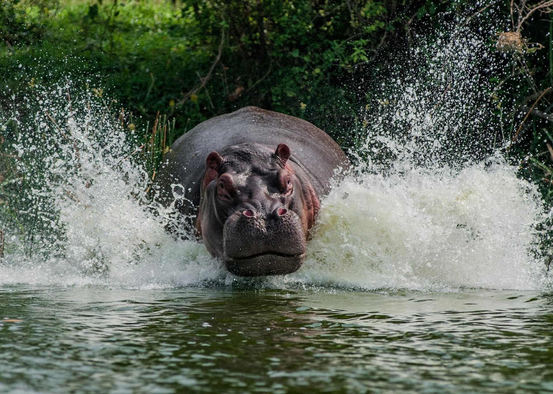 Hippo Wildlife 1920x1370