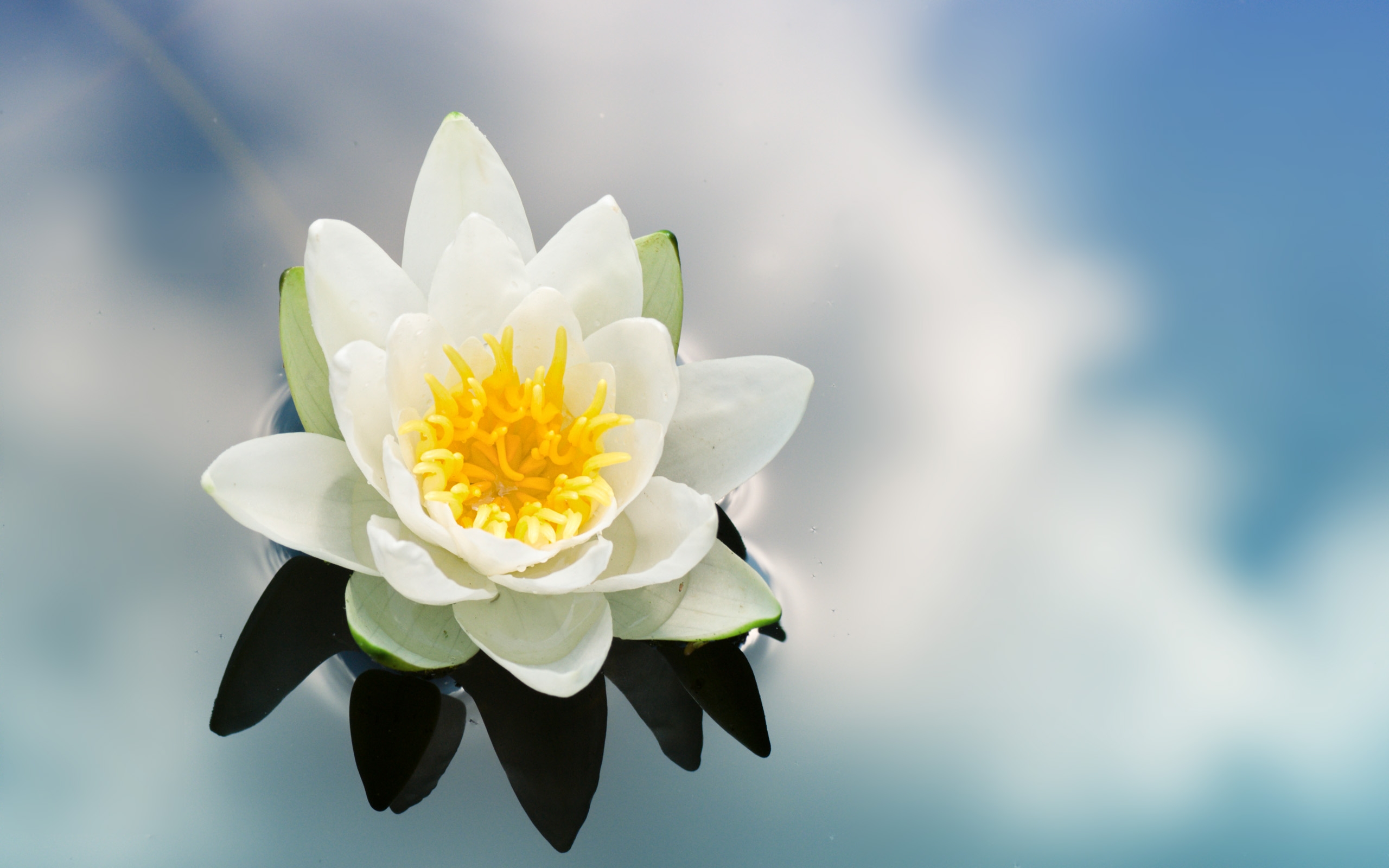 Earth Water Lily 2560x1600