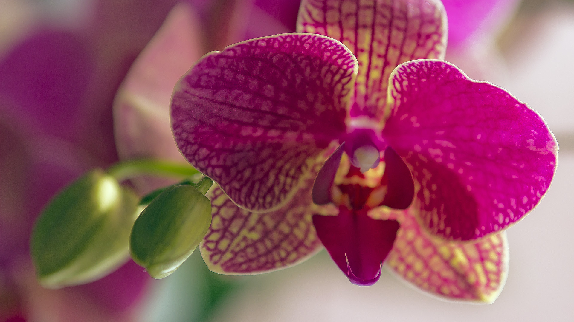 Close Up Flower Orchid Pink Flower 1920x1080