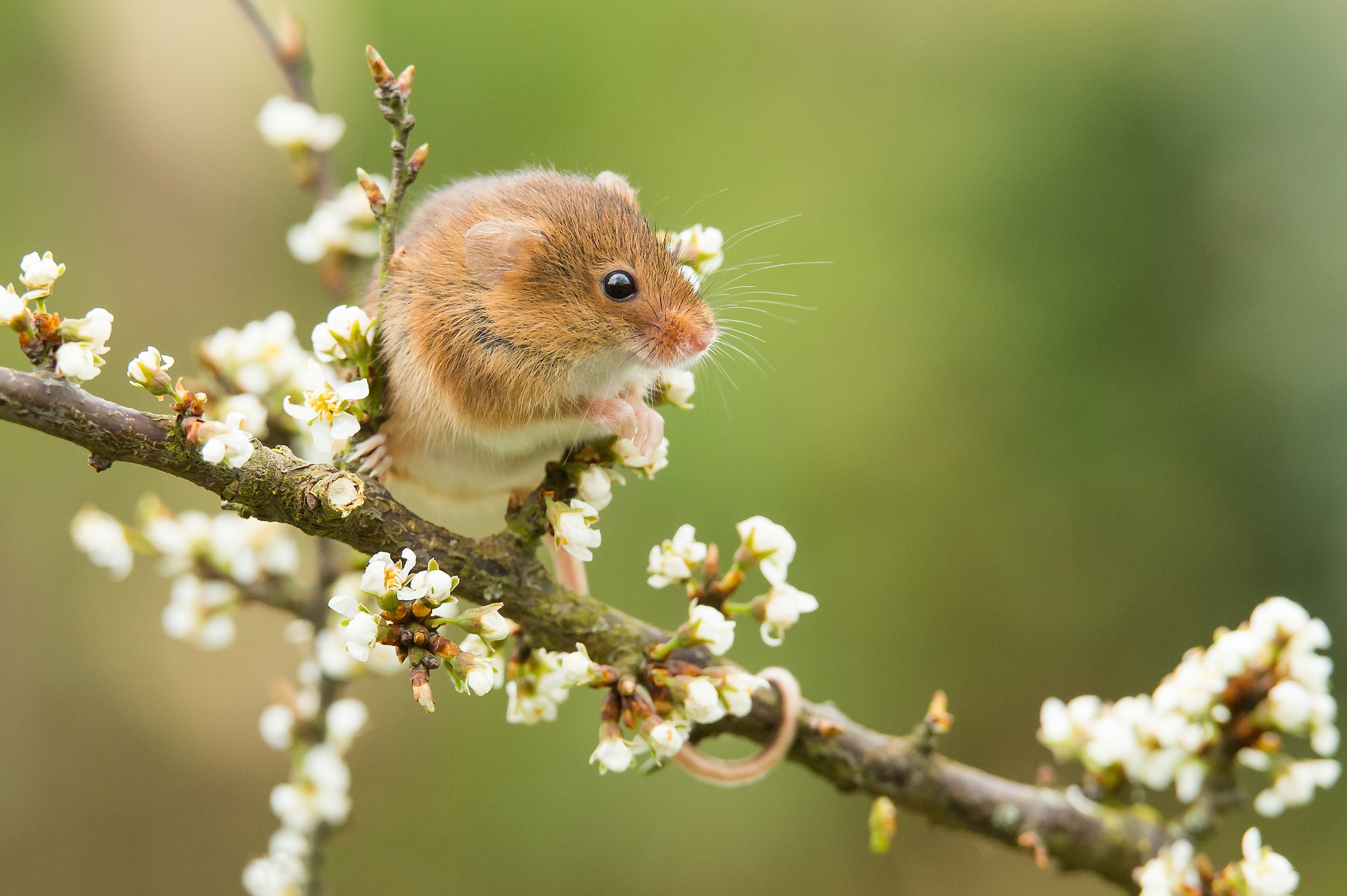 Blossom Mouse Rodent Spring Wildlife 2048x1363