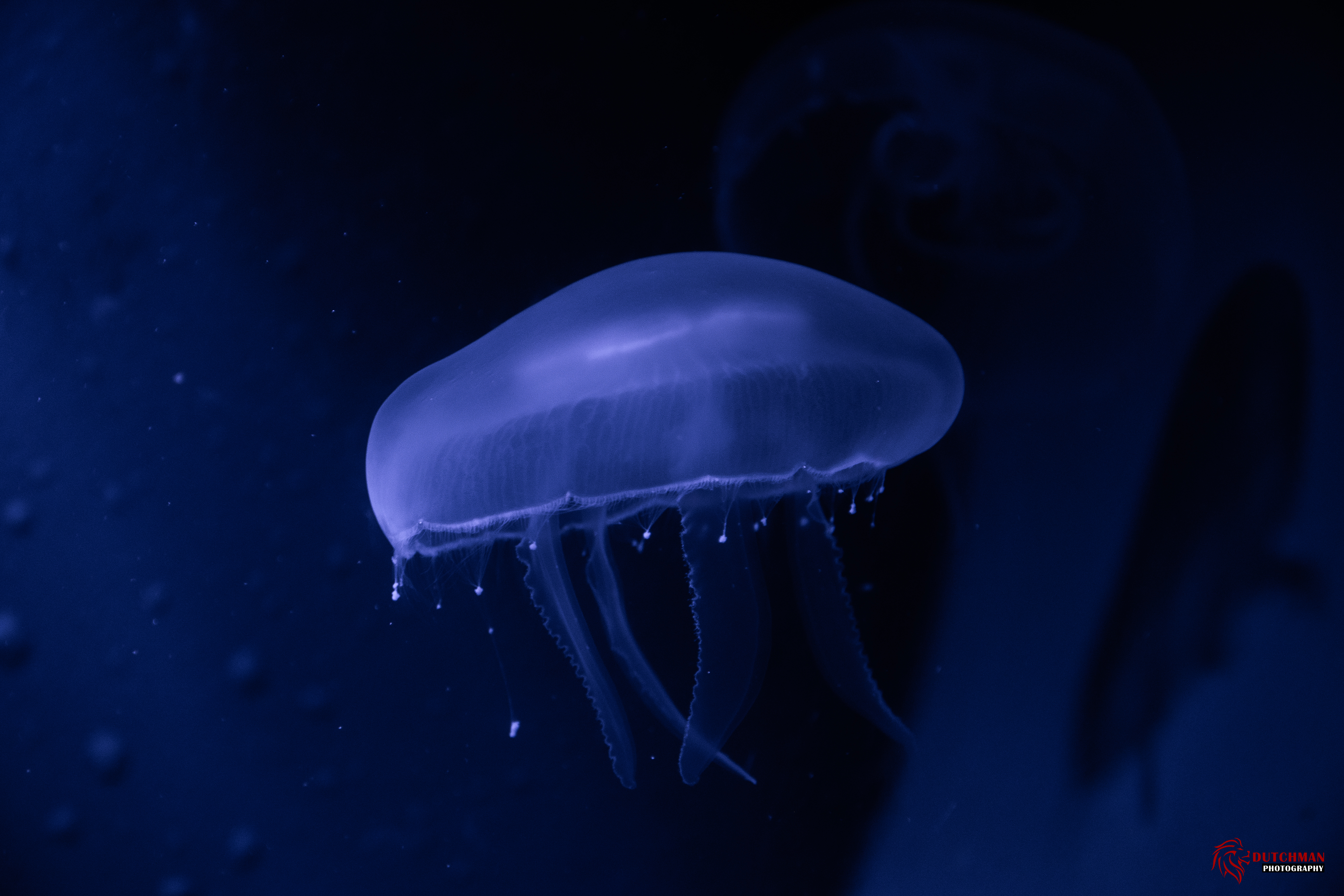 Animal Jellyfish 5568x3712