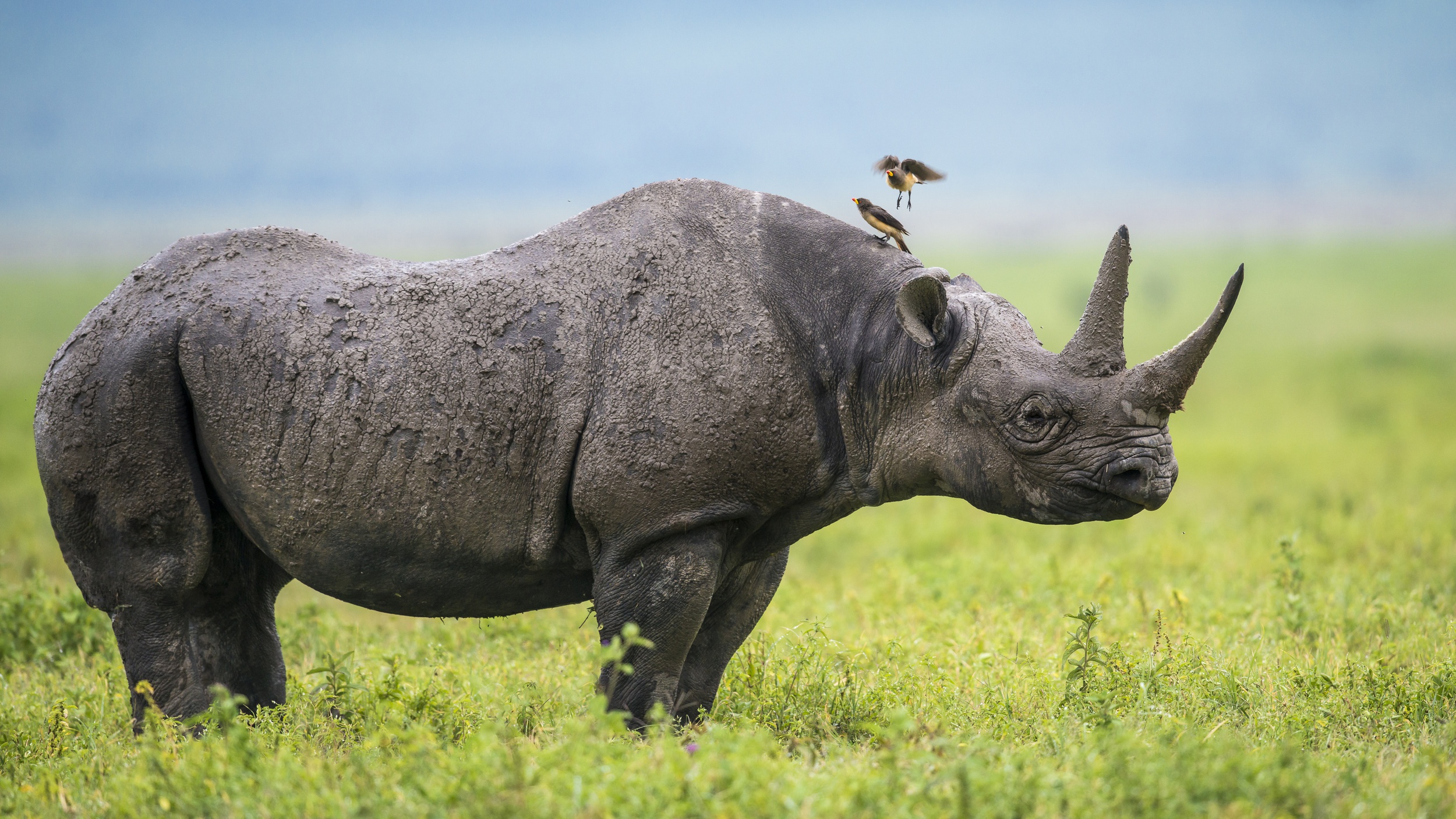 Rhino Wildlife 2500x1406